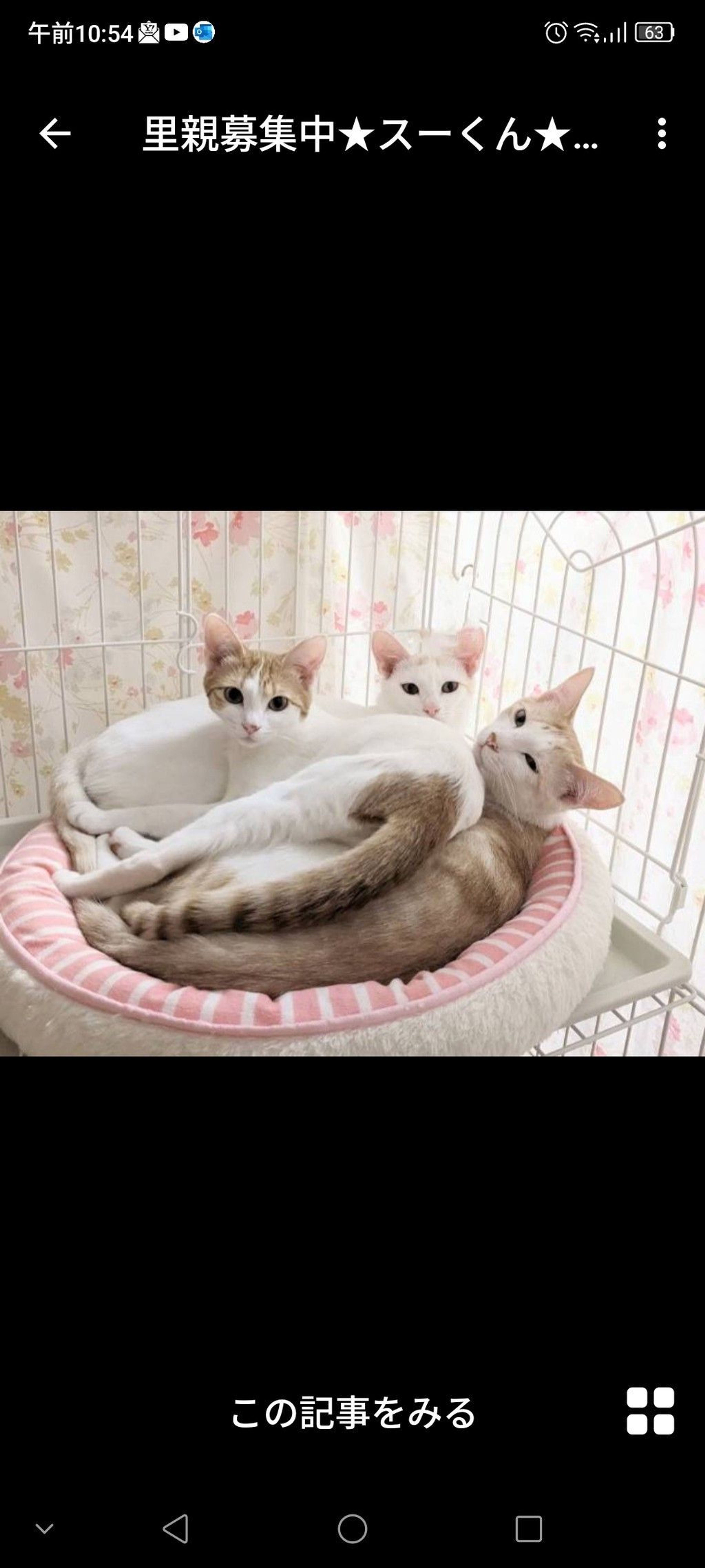 pet-image-3