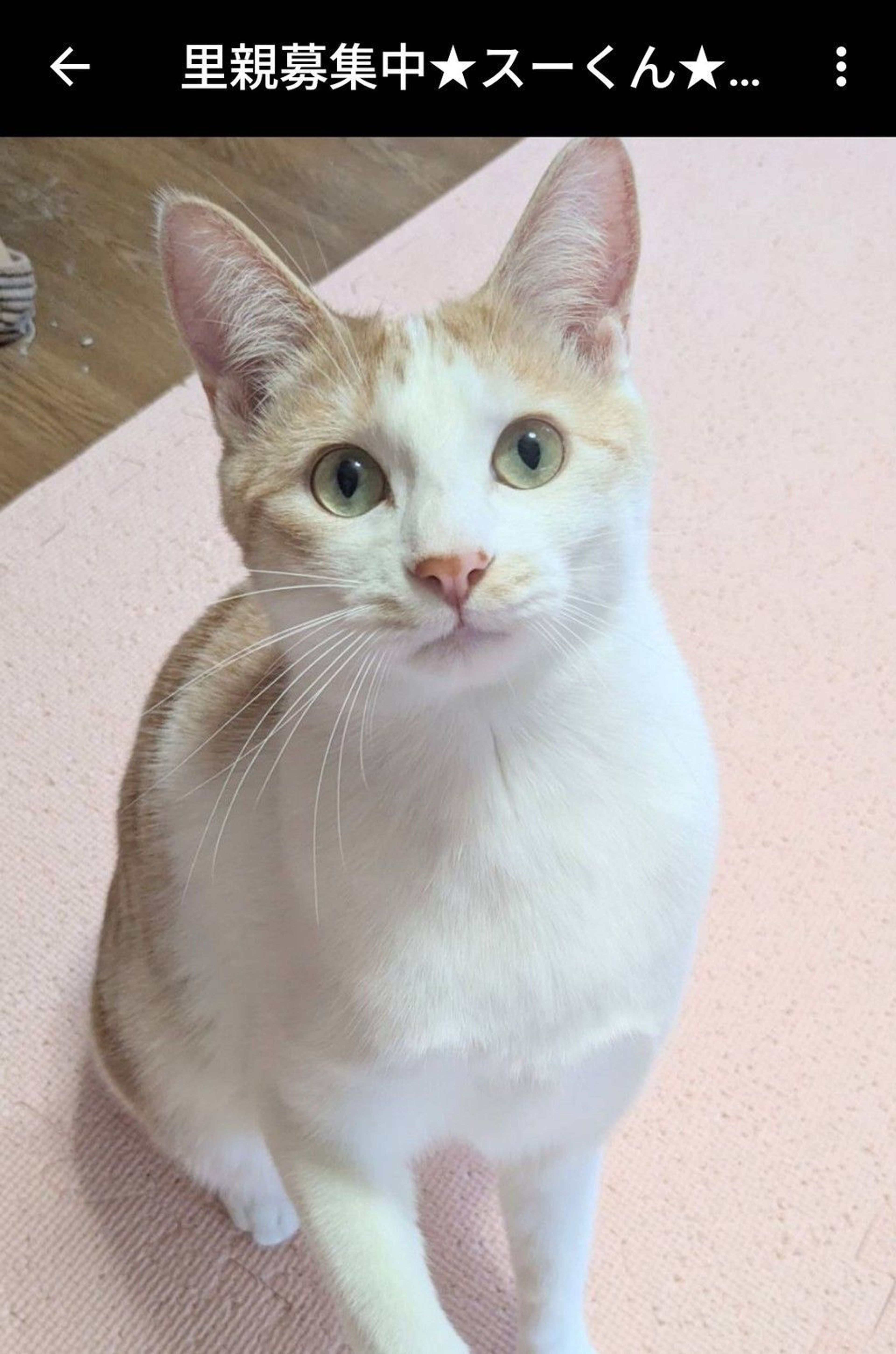 雑種（ミックス猫）・オスの里親募集の写真