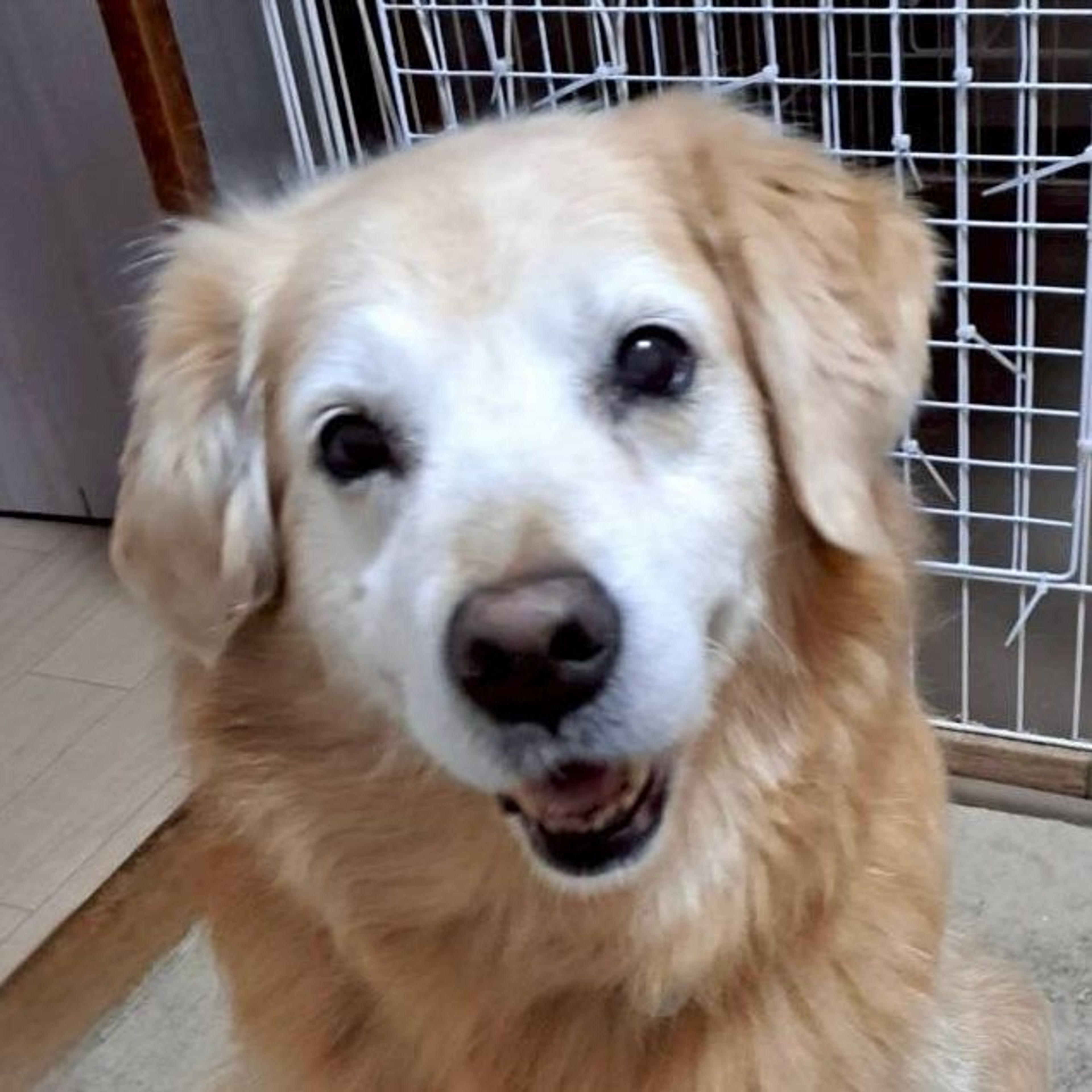 ゴールデン・レトリーバー・メスの里親募集の写真