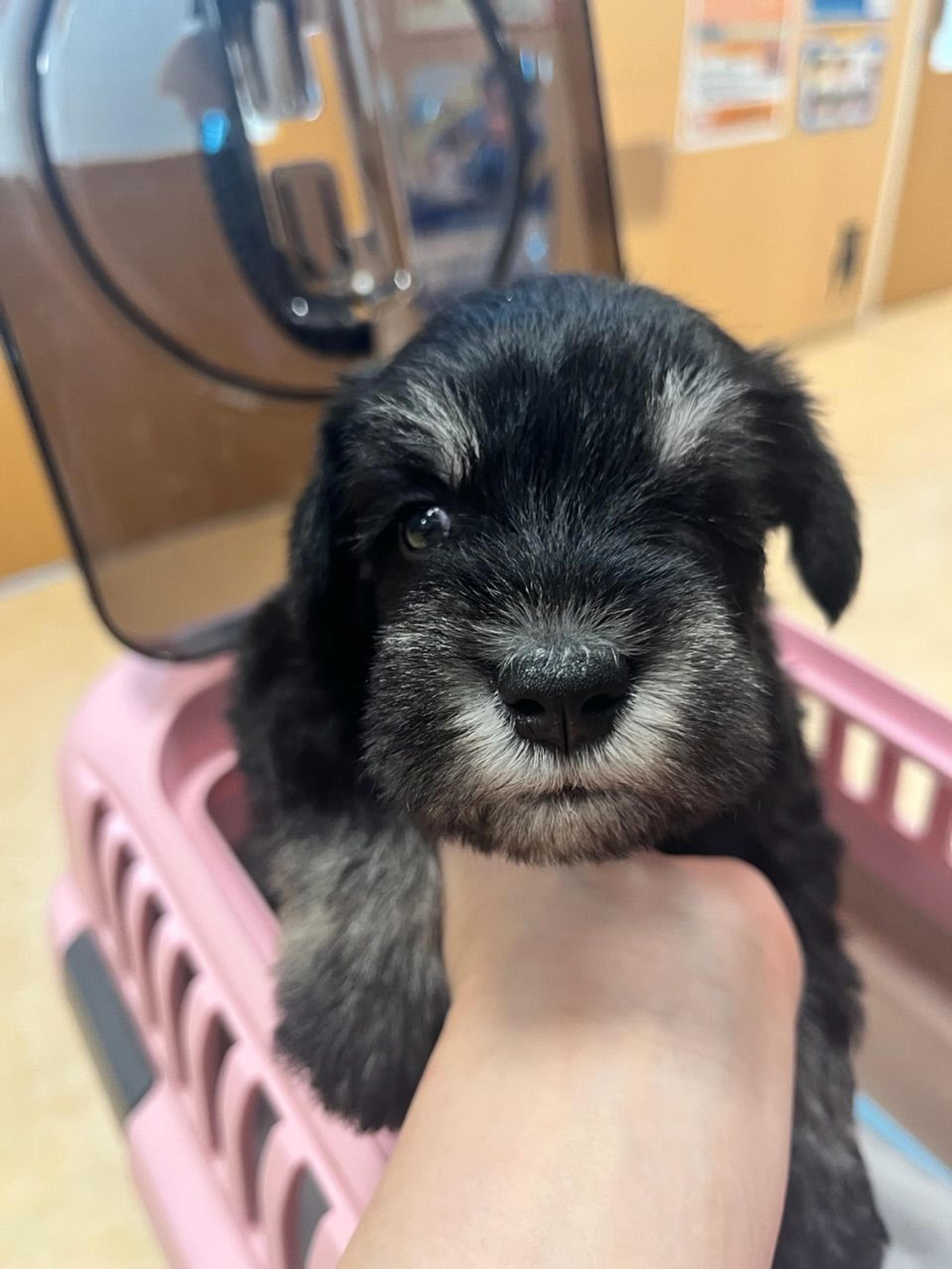 pet-image-2