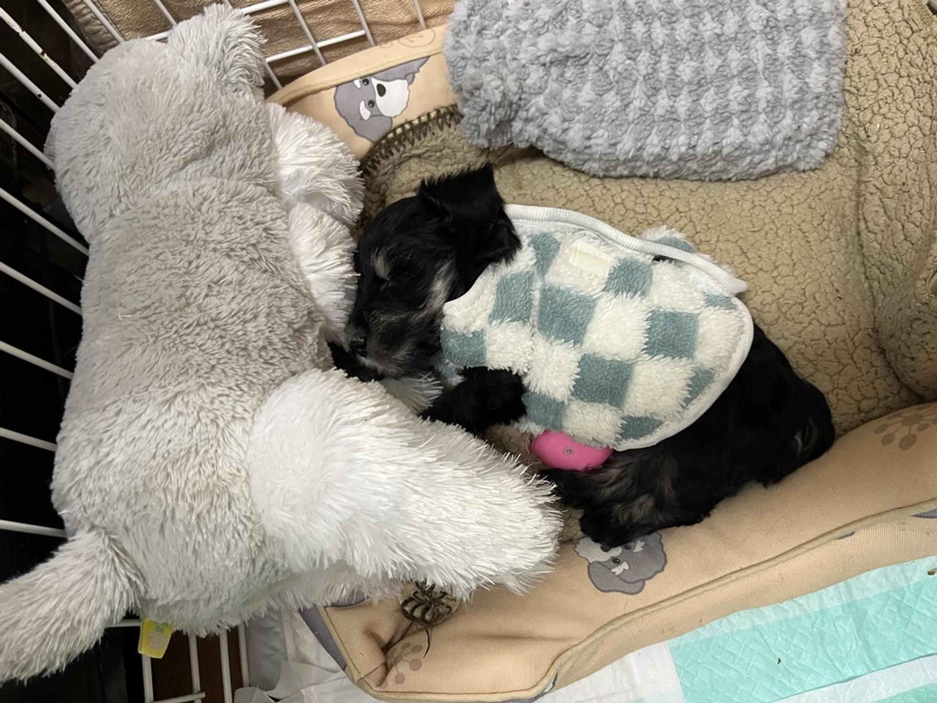pet-image-4