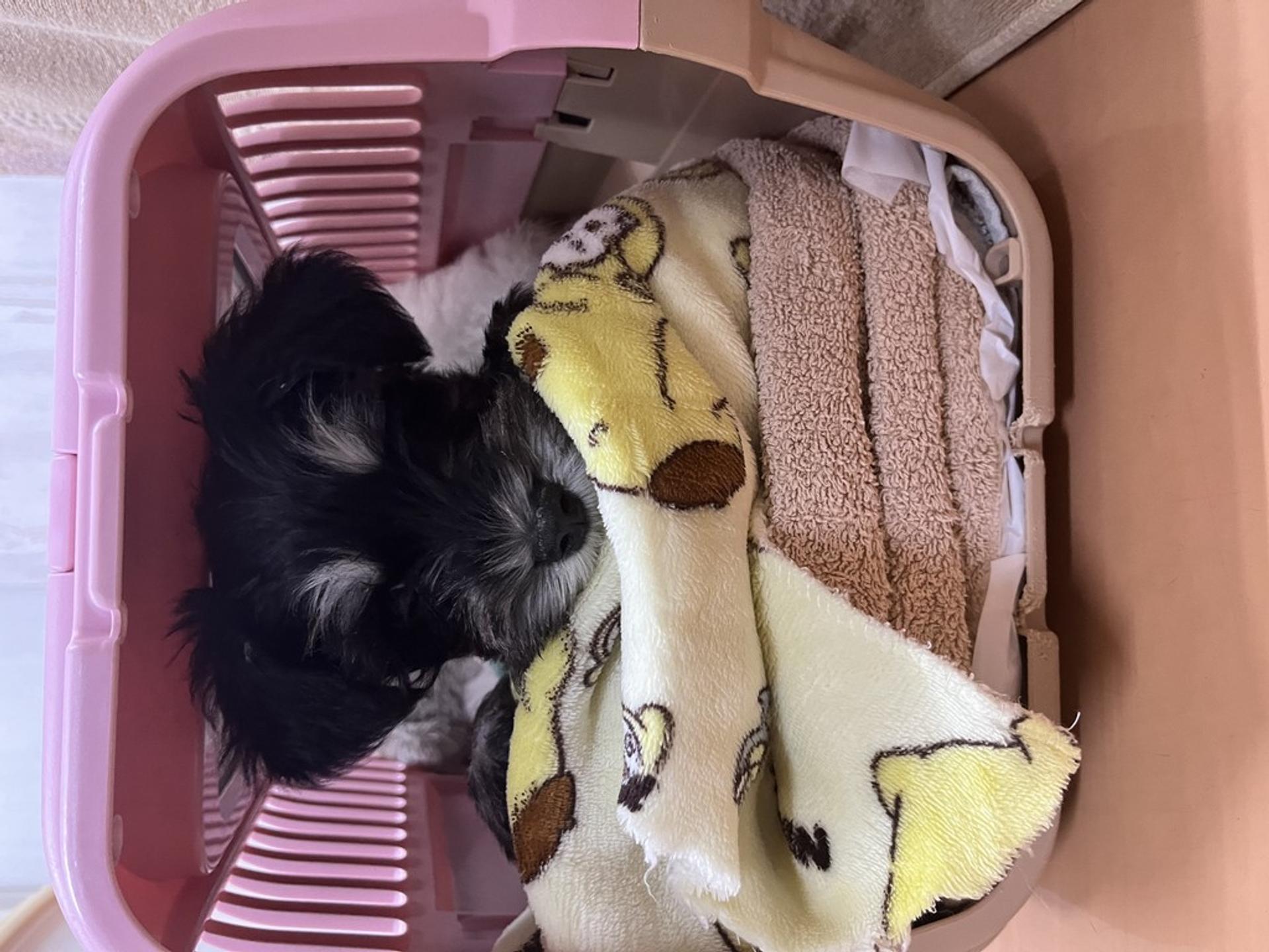 pet-image-5