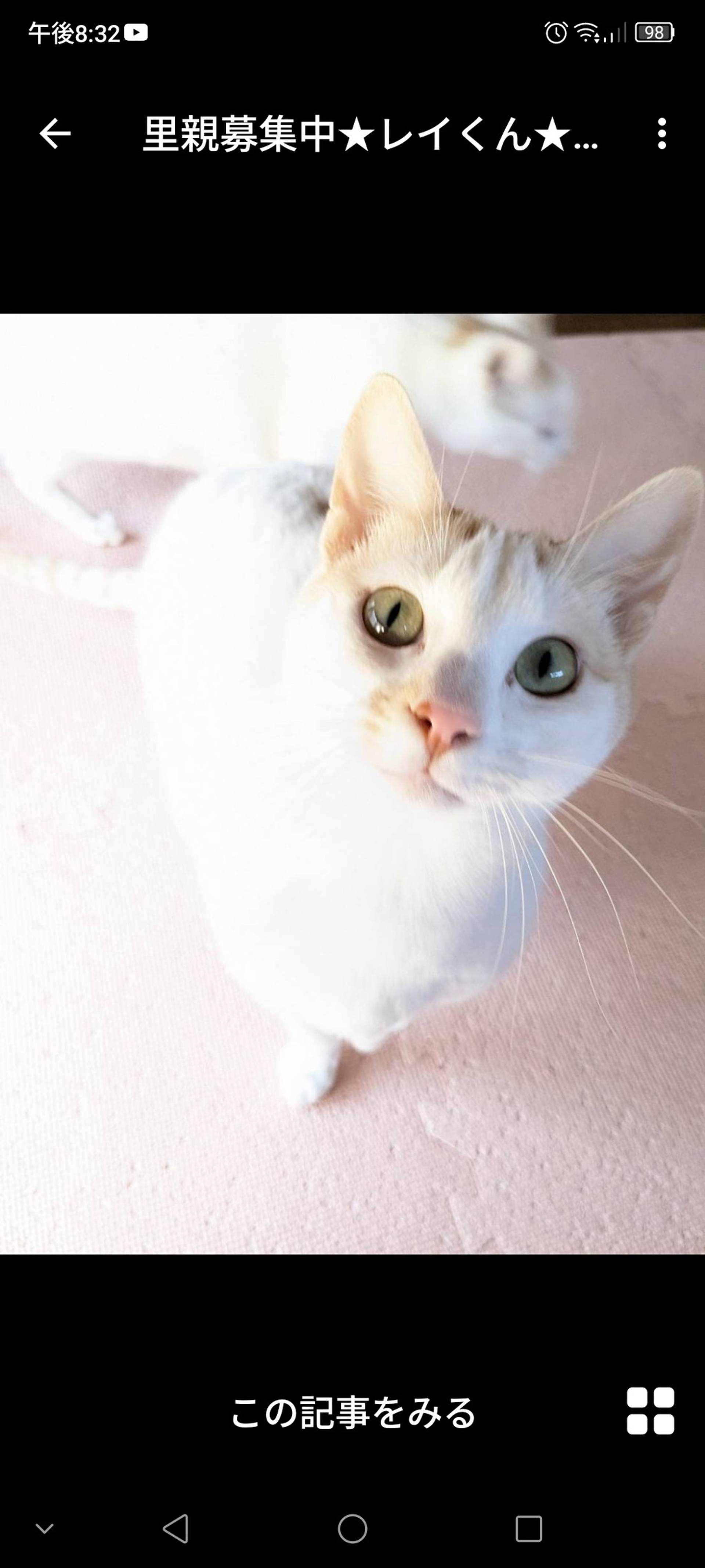 雑種（ミックス猫）・オスの里親募集の写真