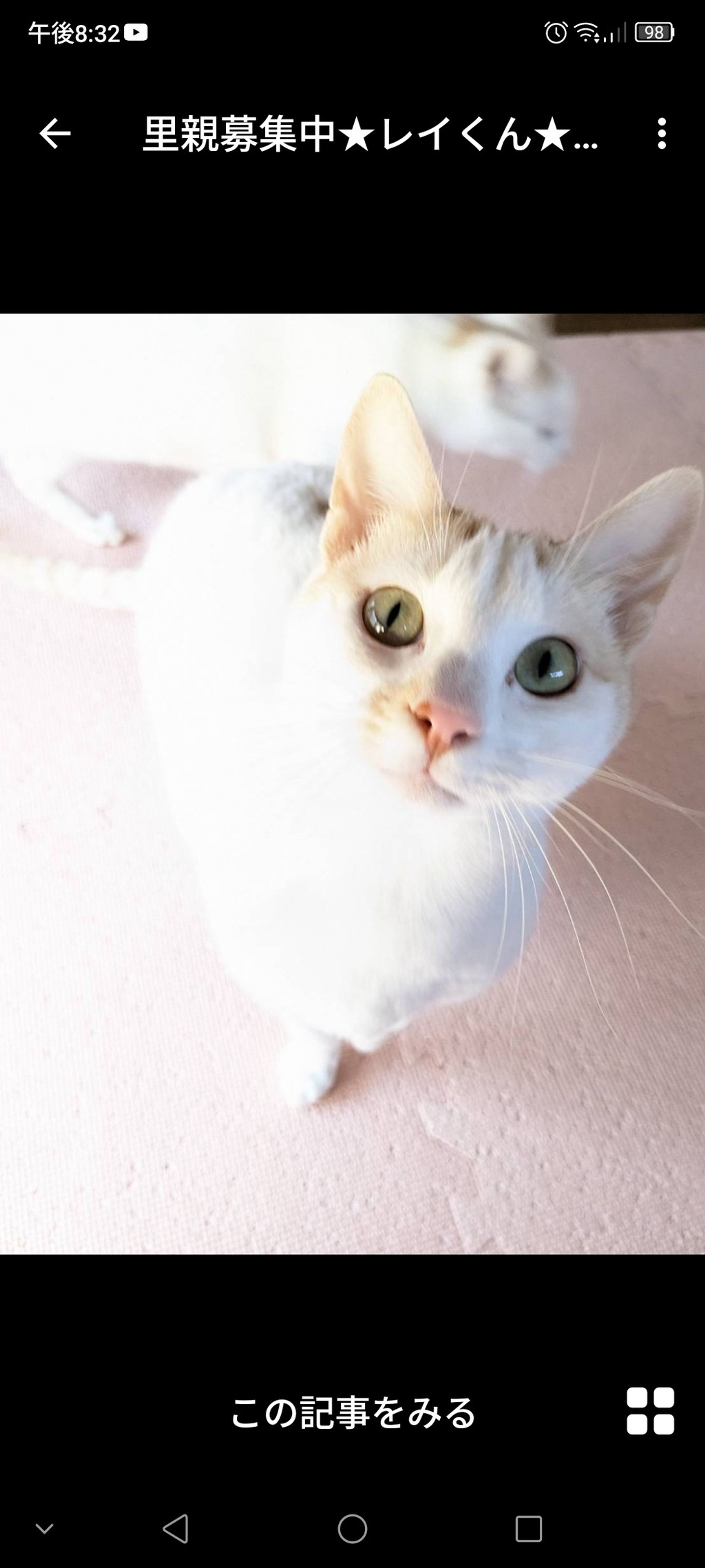 雑種（ミックス猫）・オスの里親募集の写真