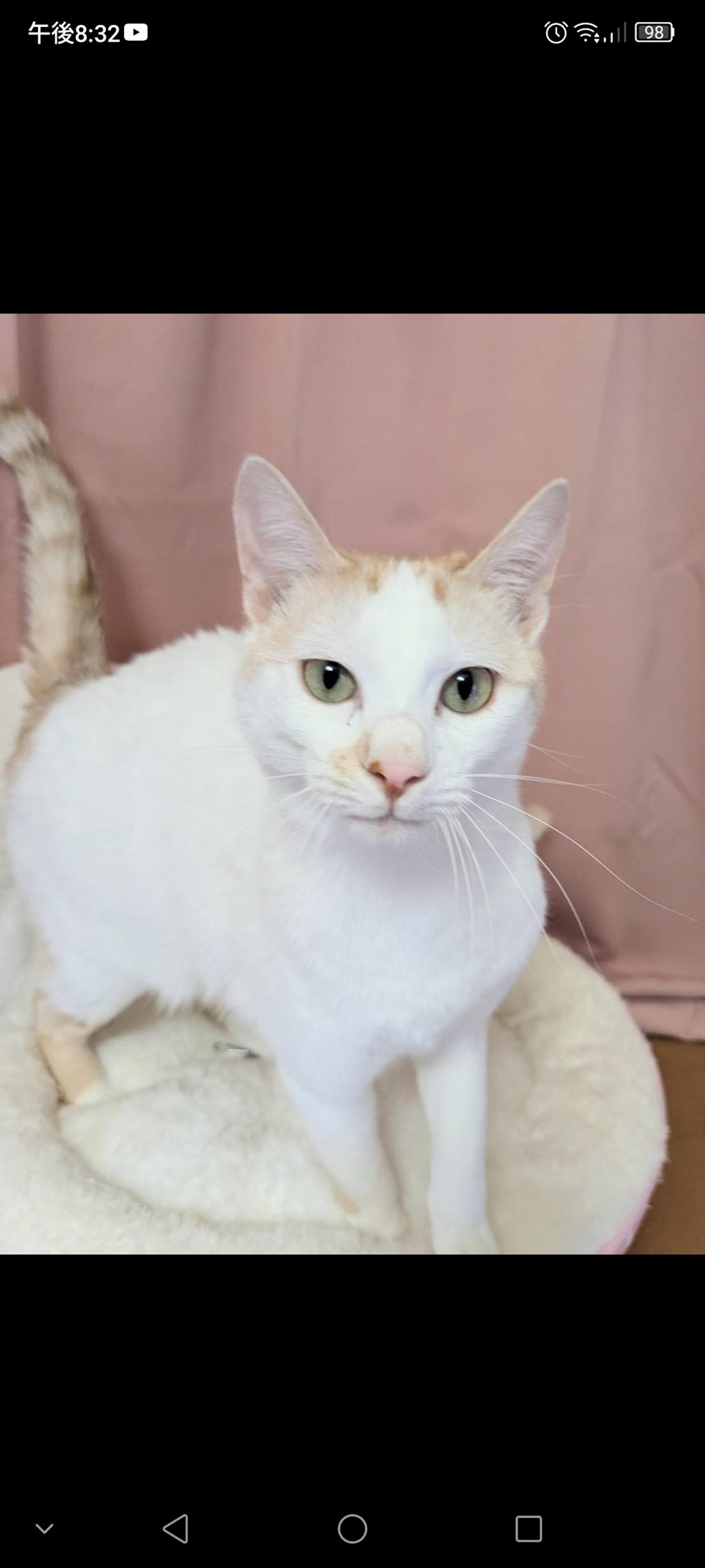 pet-image-3