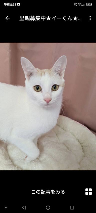 雑種（ミックス猫）・オスの里親募集の写真