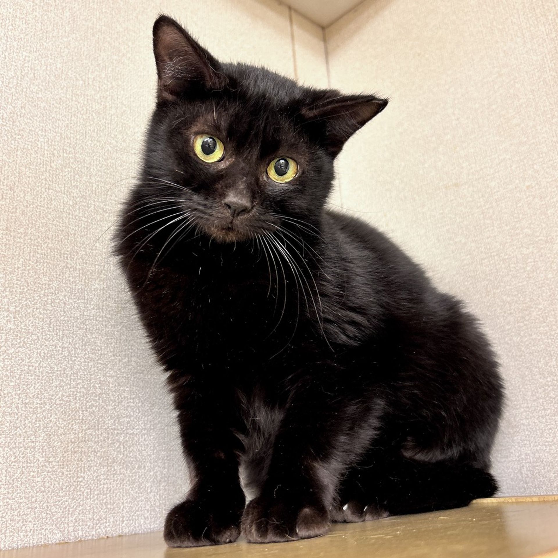 雑種（ミックス猫）・メスの里親募集の写真