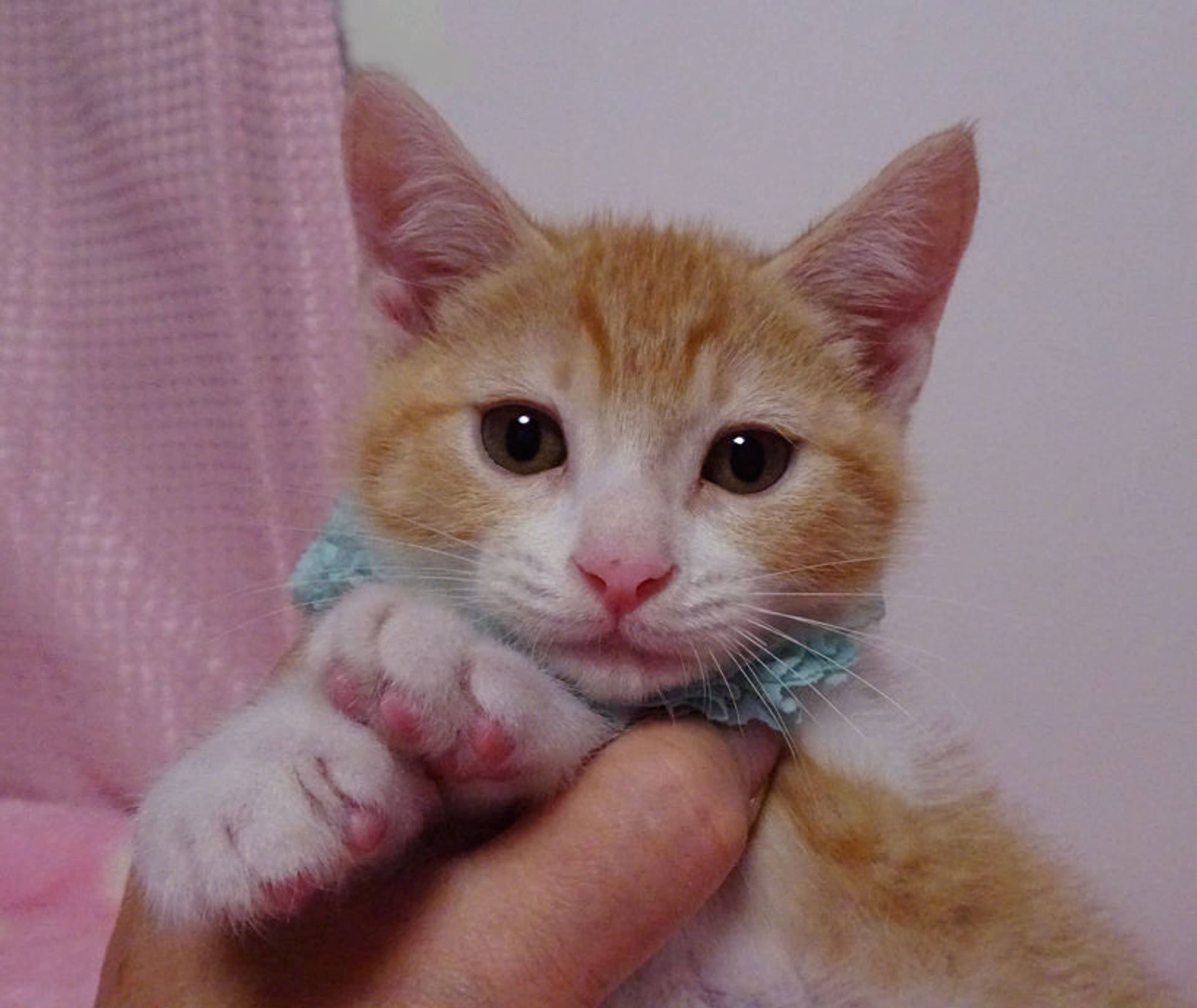 雑種（ミックス猫）・オスの里親募集の写真