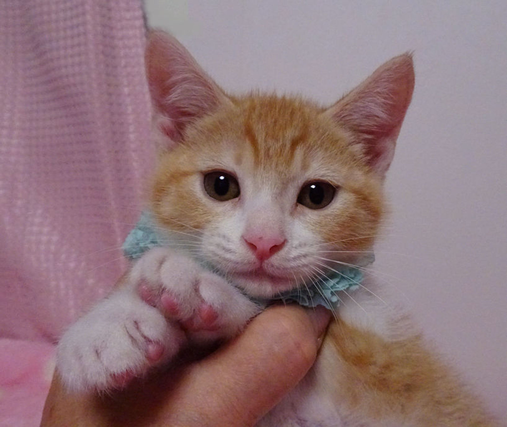 雑種（ミックス猫）・オスの里親募集の写真