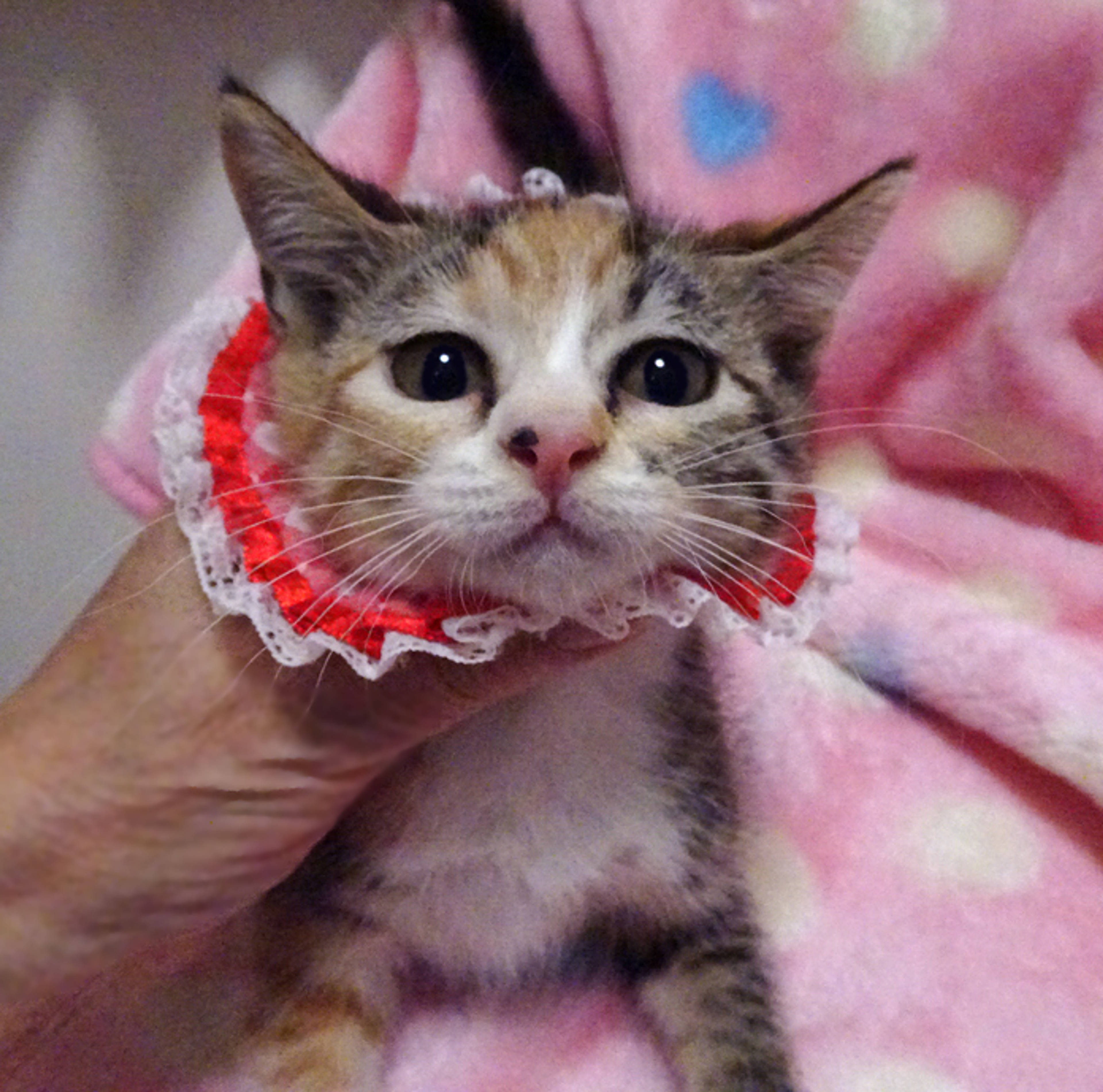 雑種（ミックス猫）・メスの里親募集の写真