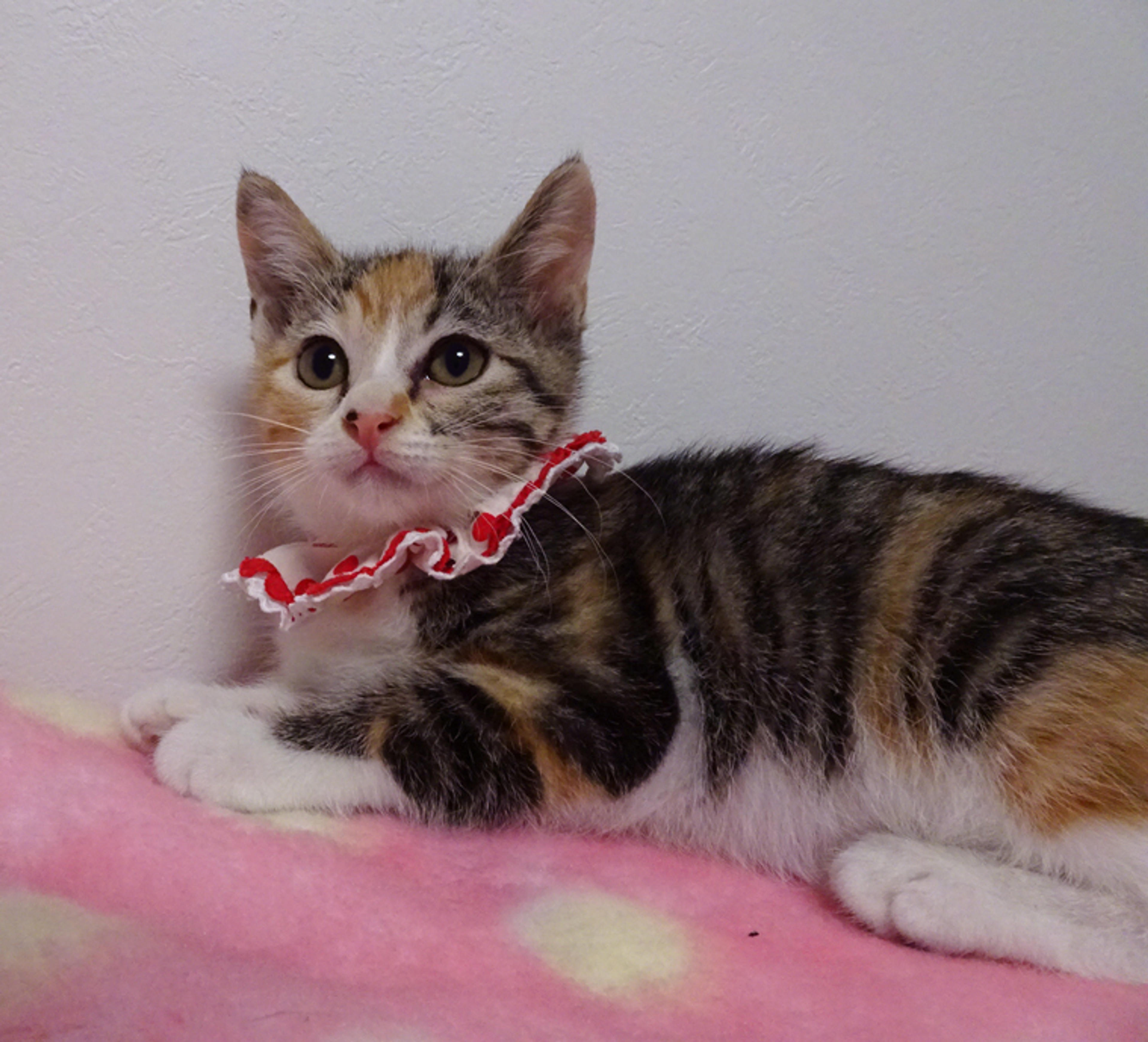 pet-image-2