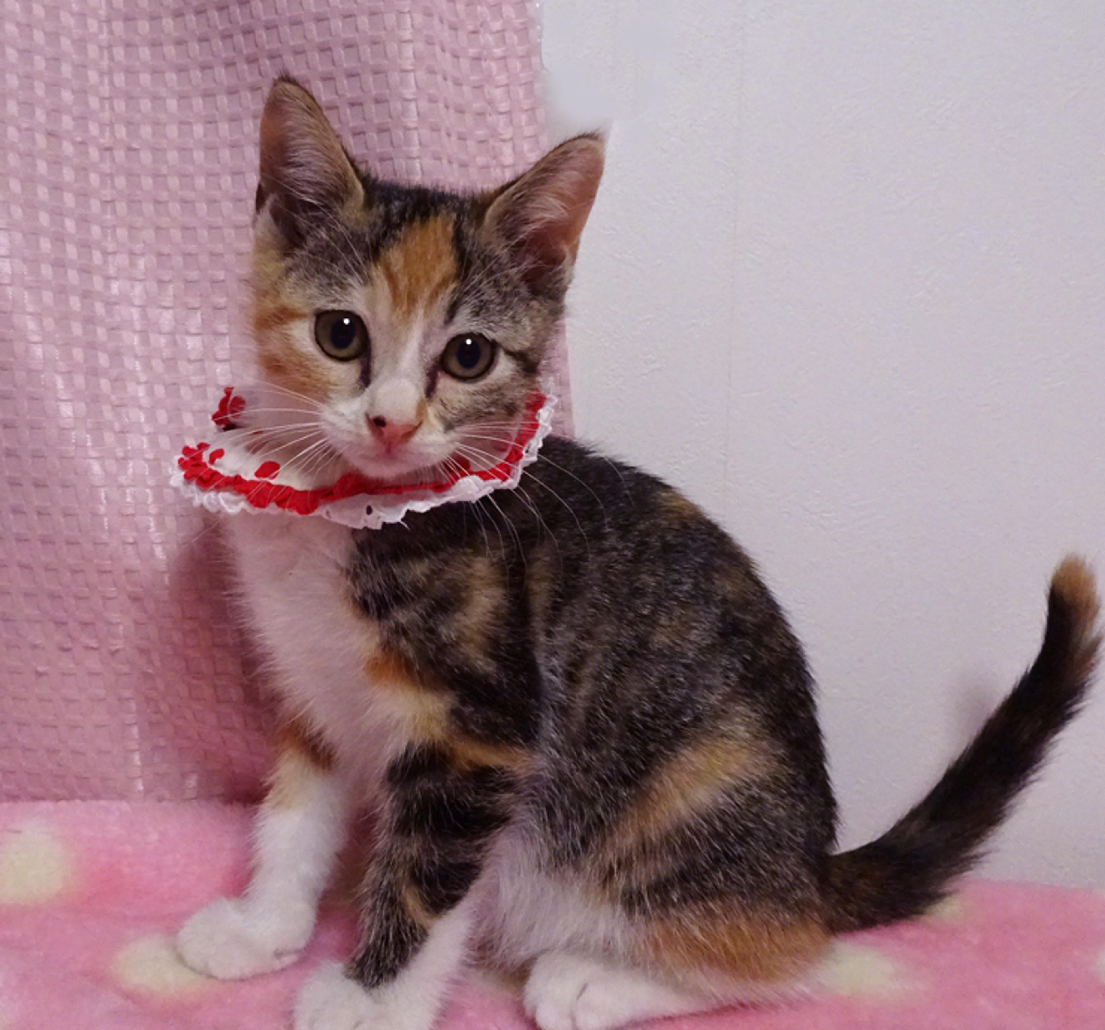 pet-image-3