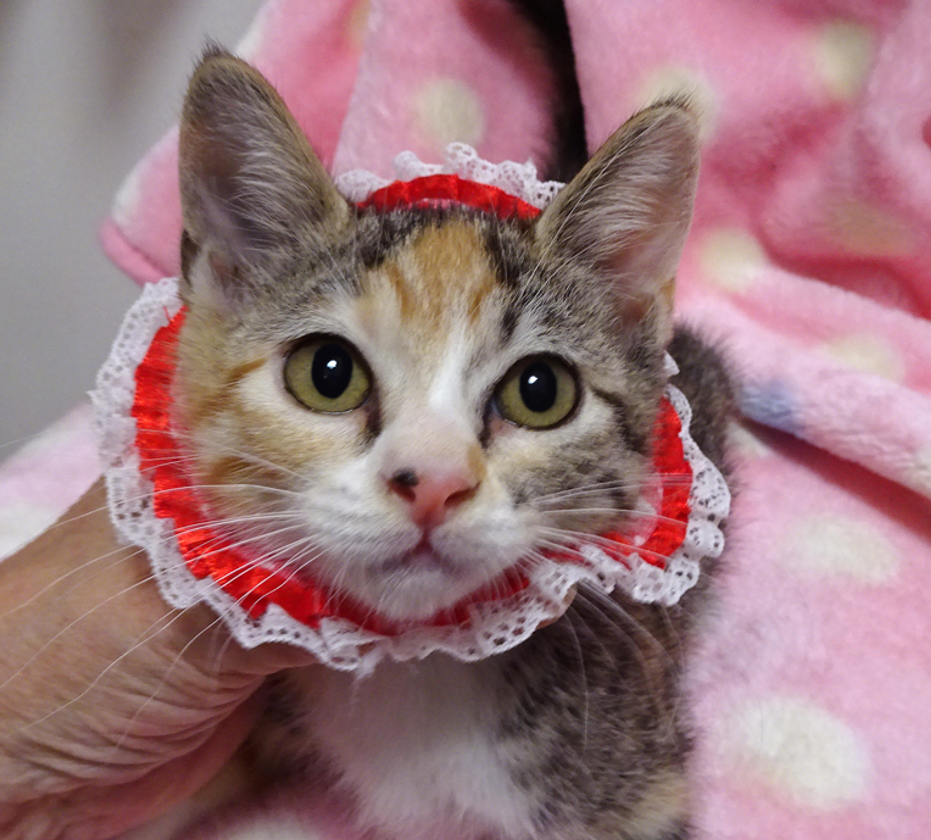 pet-image-4