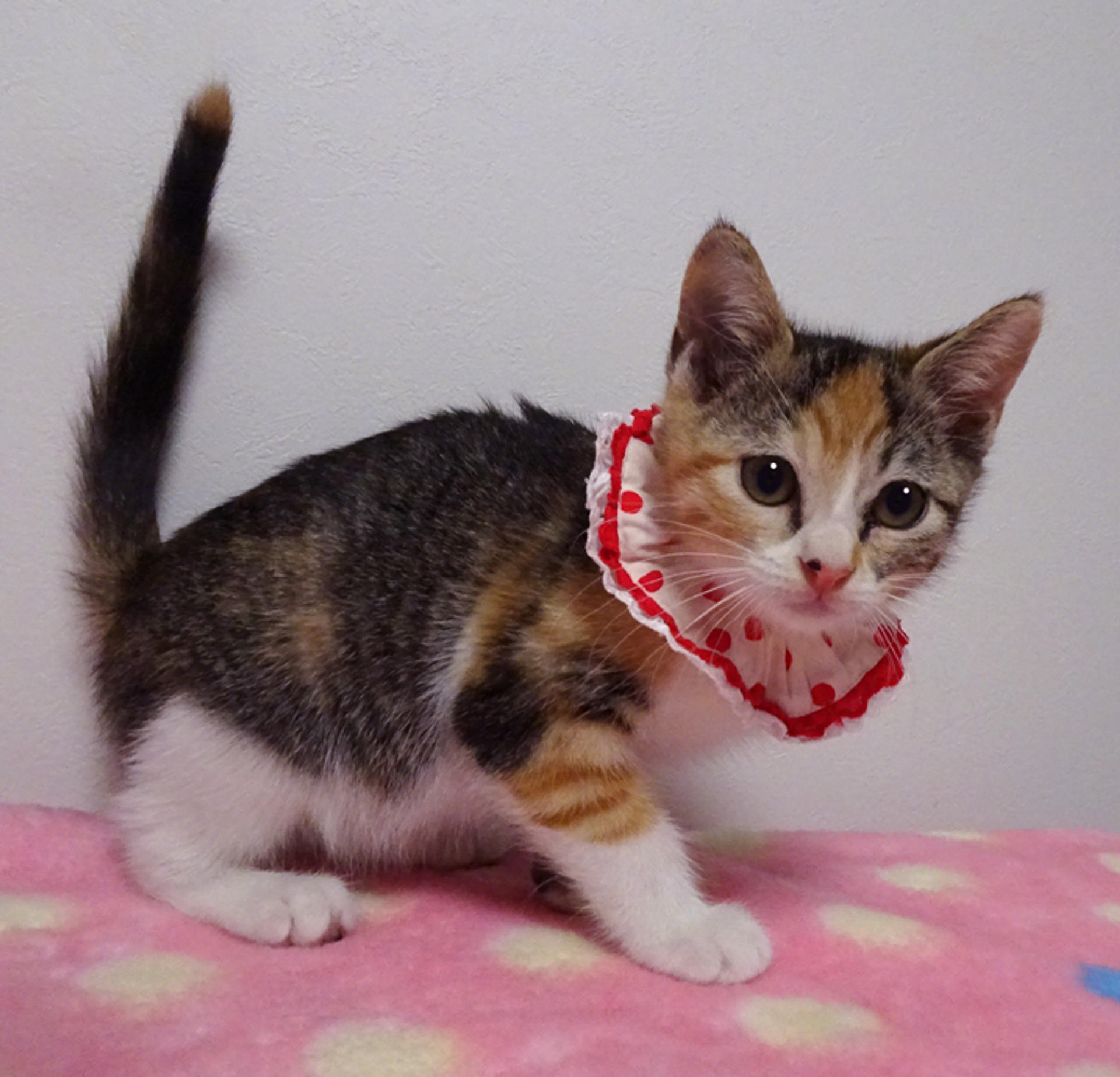 pet-image-5