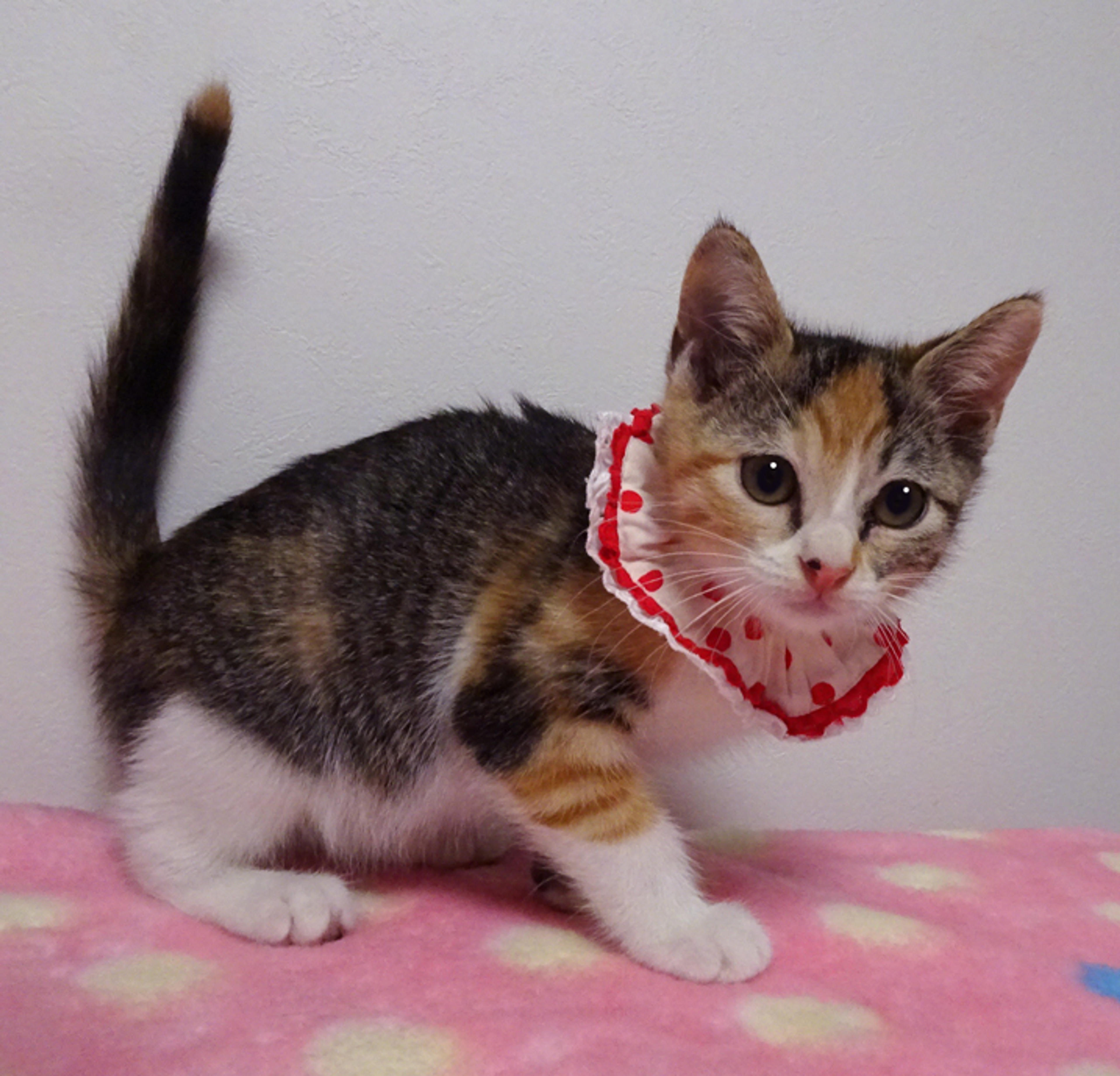 pet-image-5
