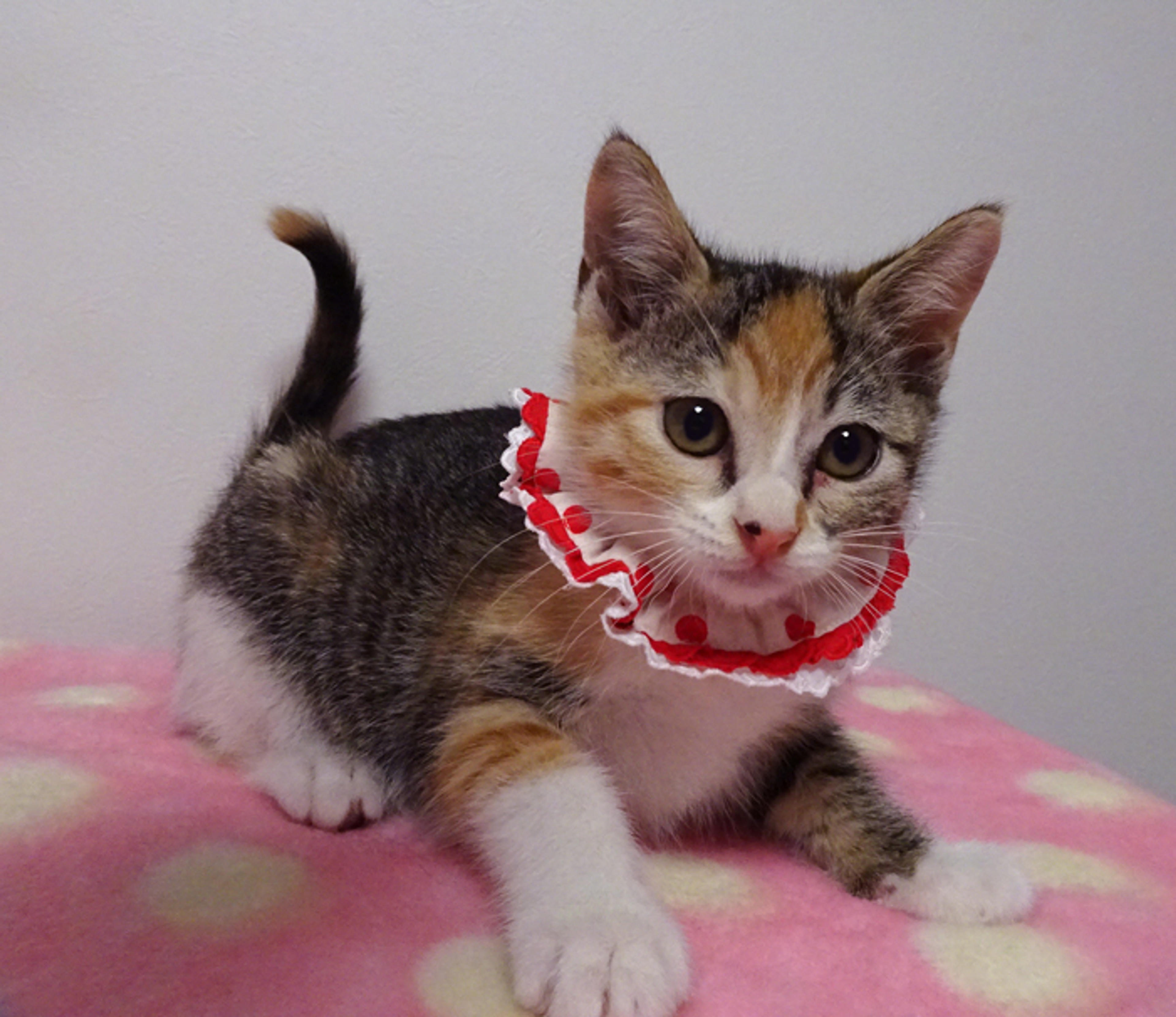 pet-image-6