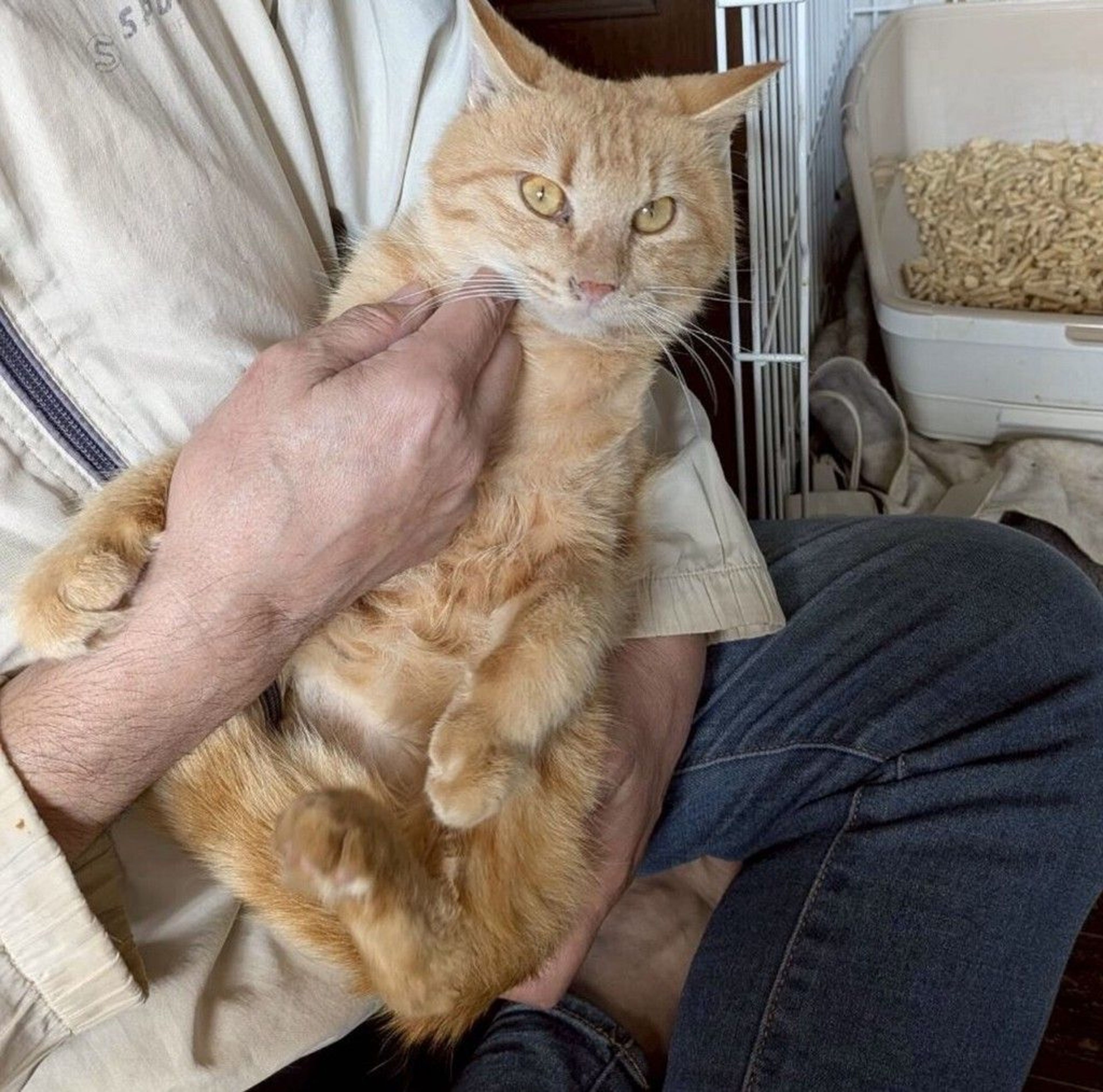 雑種（ミックス猫）・オスの里親募集の写真