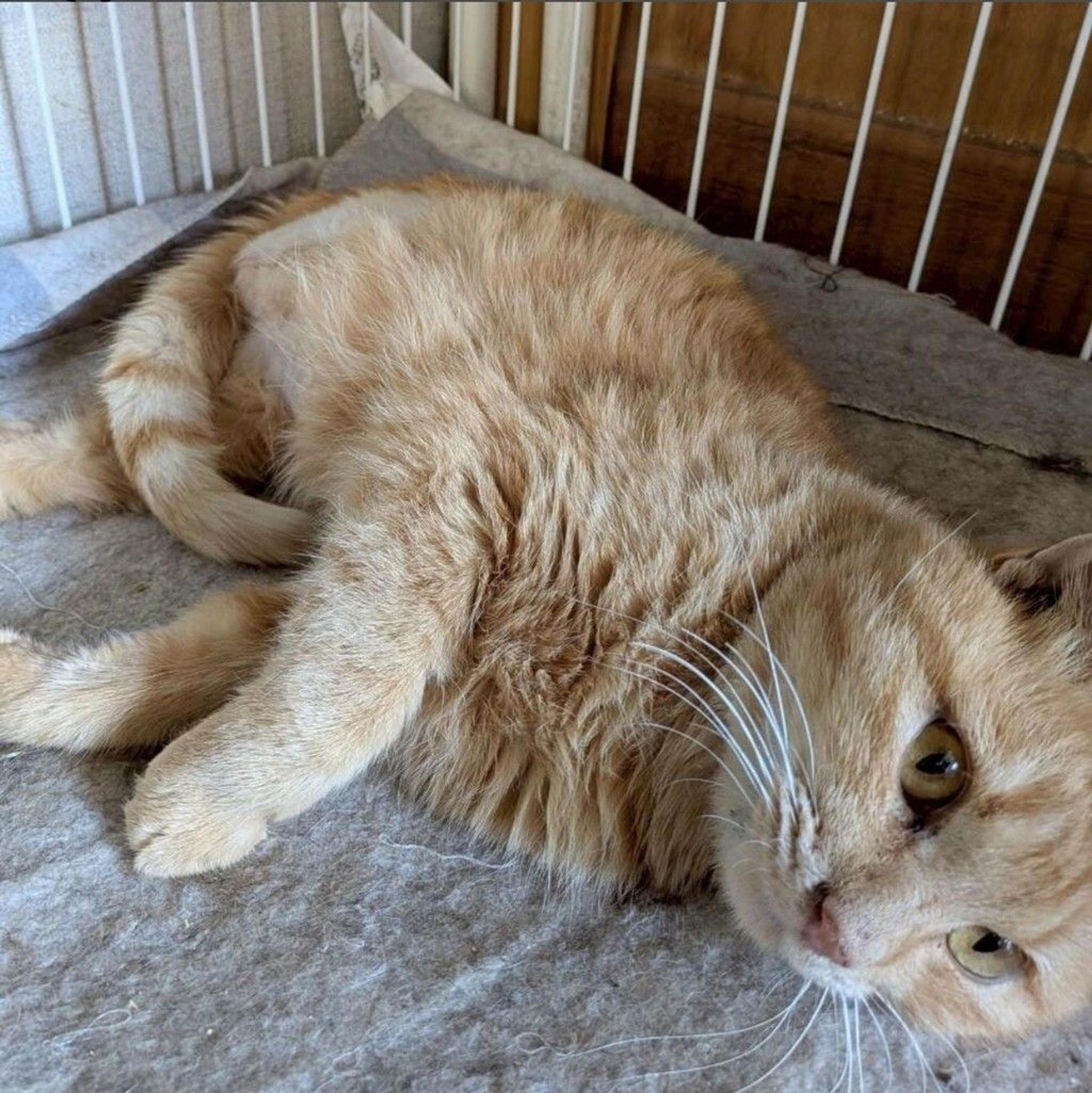 pet-image-2