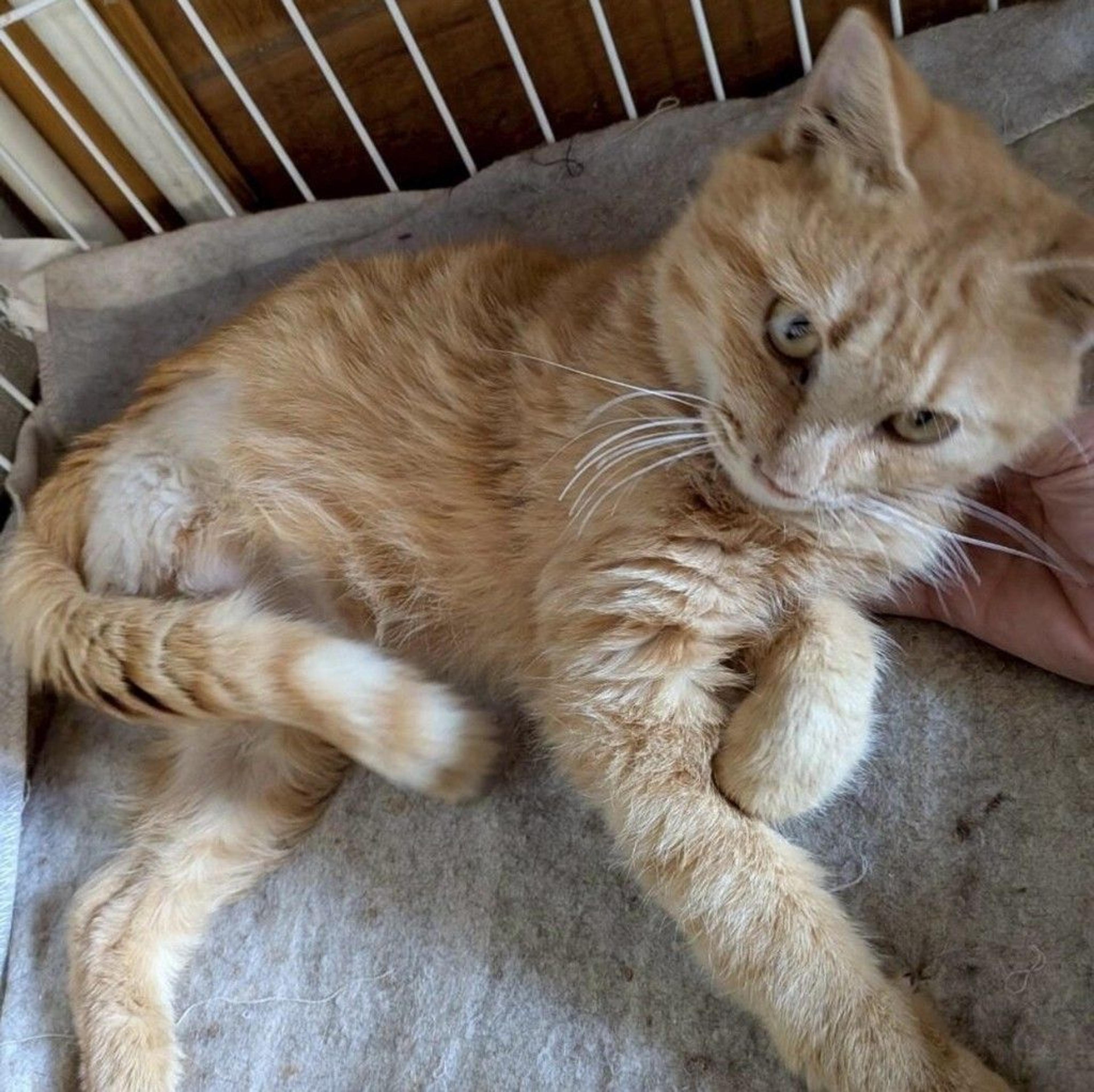 pet-image-4
