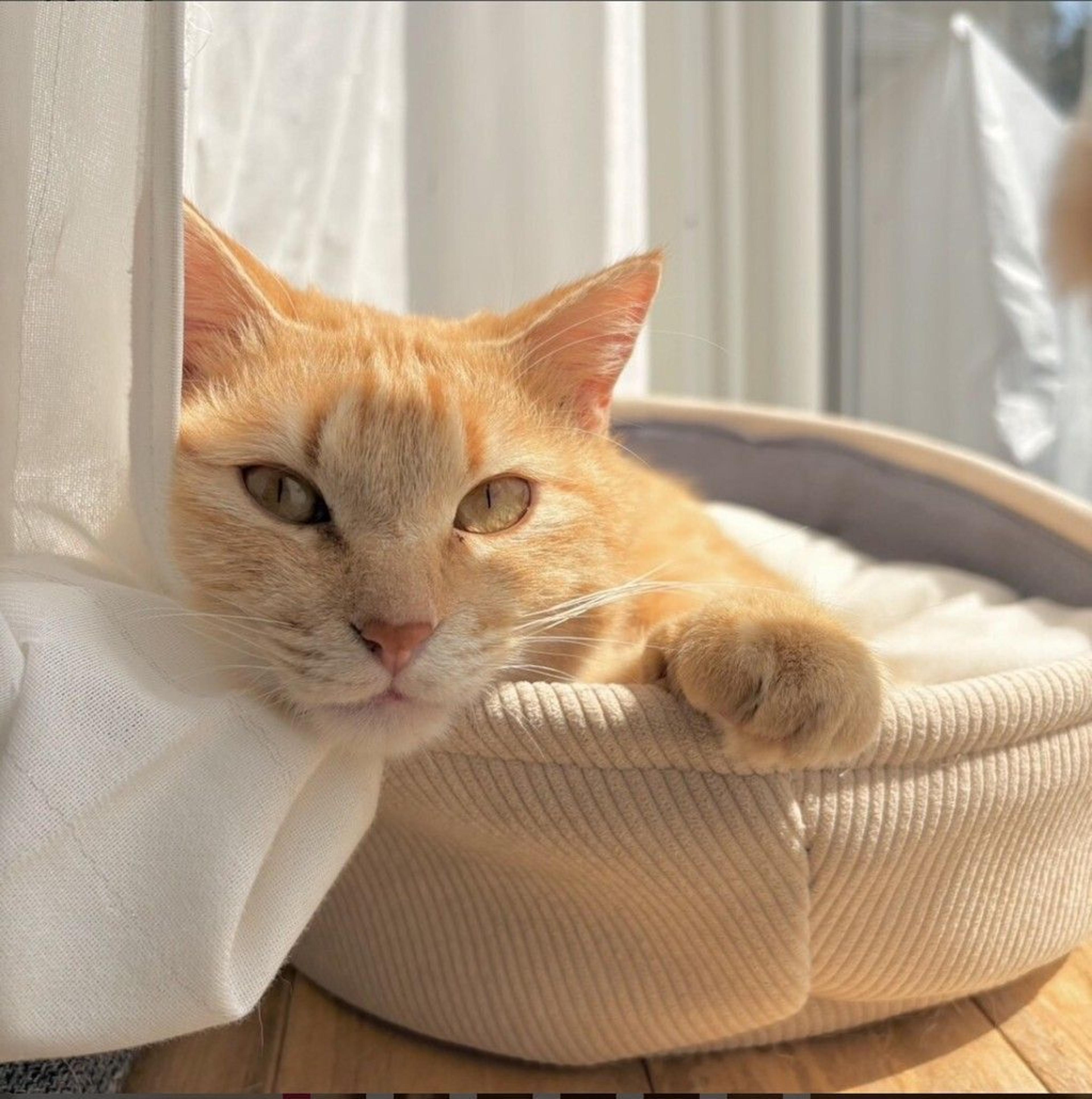 pet-image-6