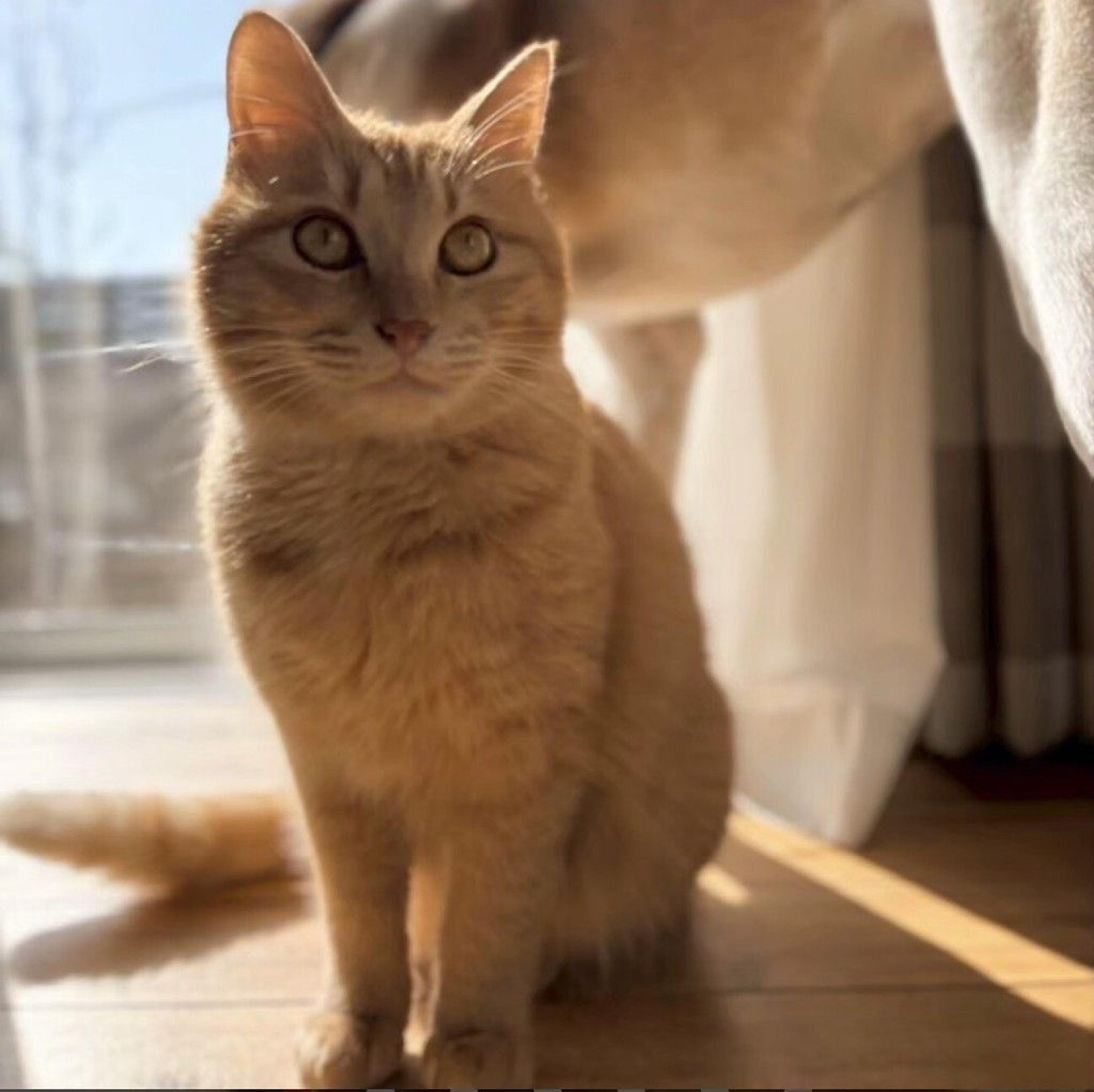 pet-image-9