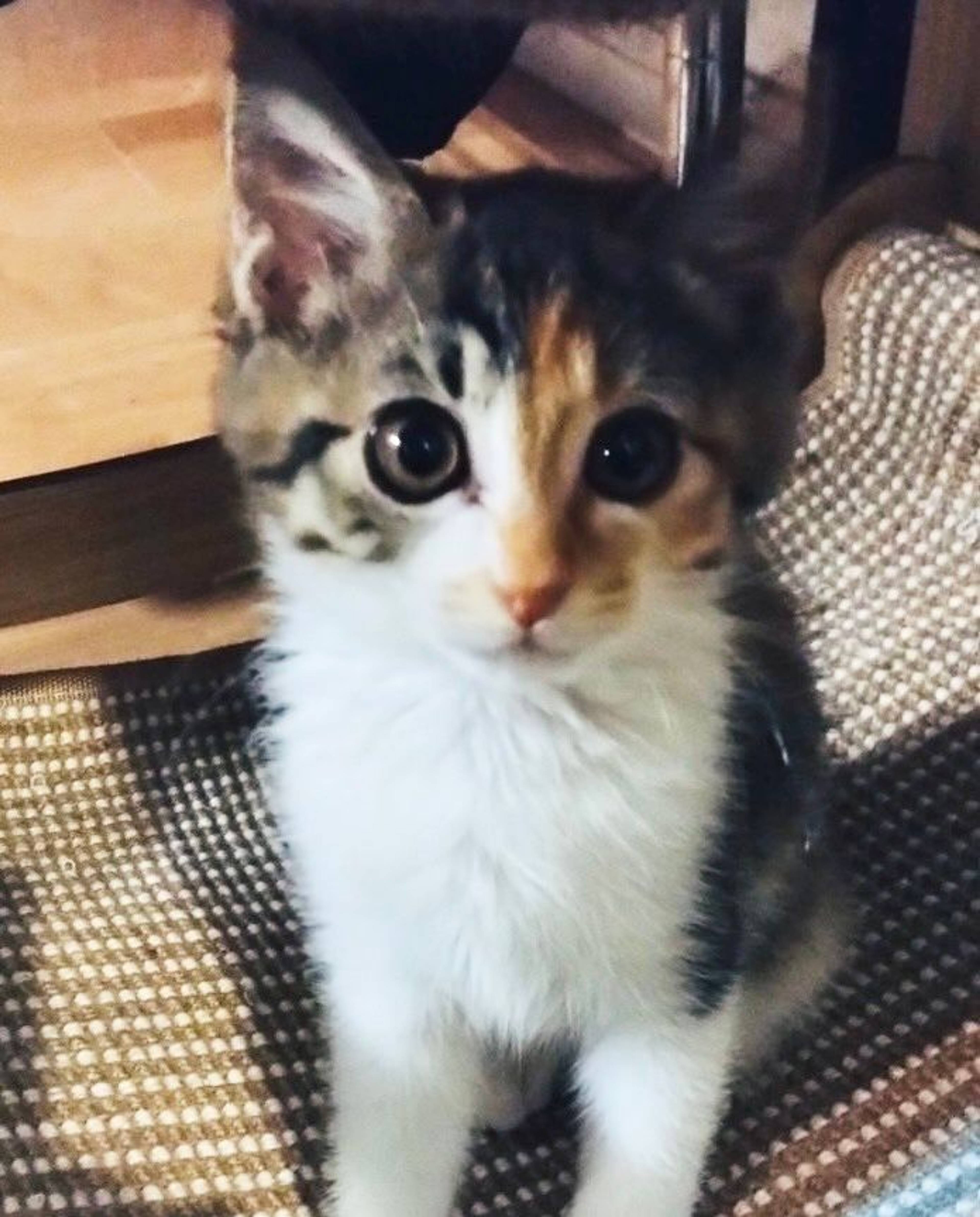 雑種（ミックス猫）・メスの里親募集の写真