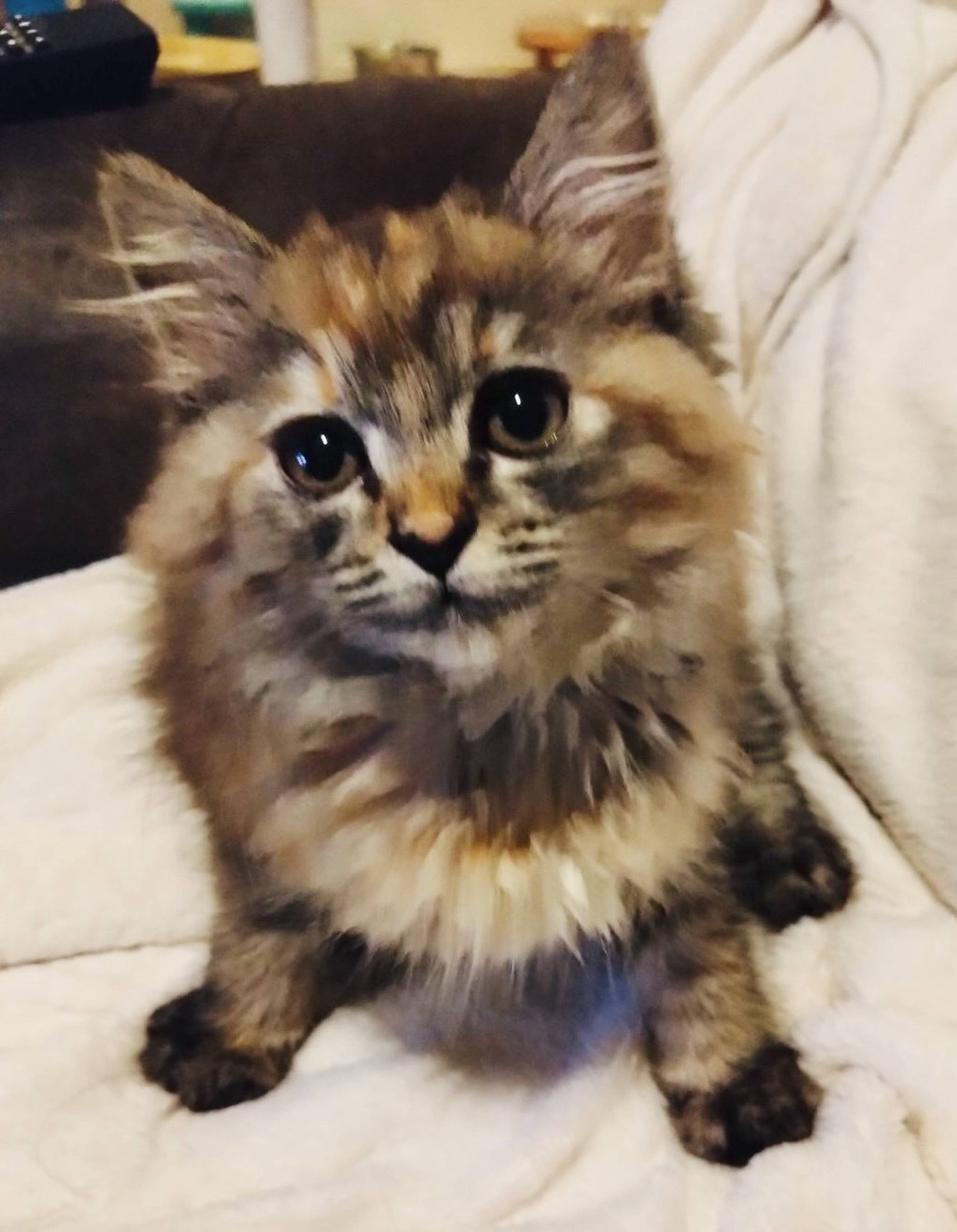 雑種（ミックス猫）・メスの里親募集の写真
