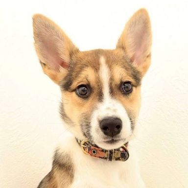 雑種（ミックス犬）・メスの里親募集の写真