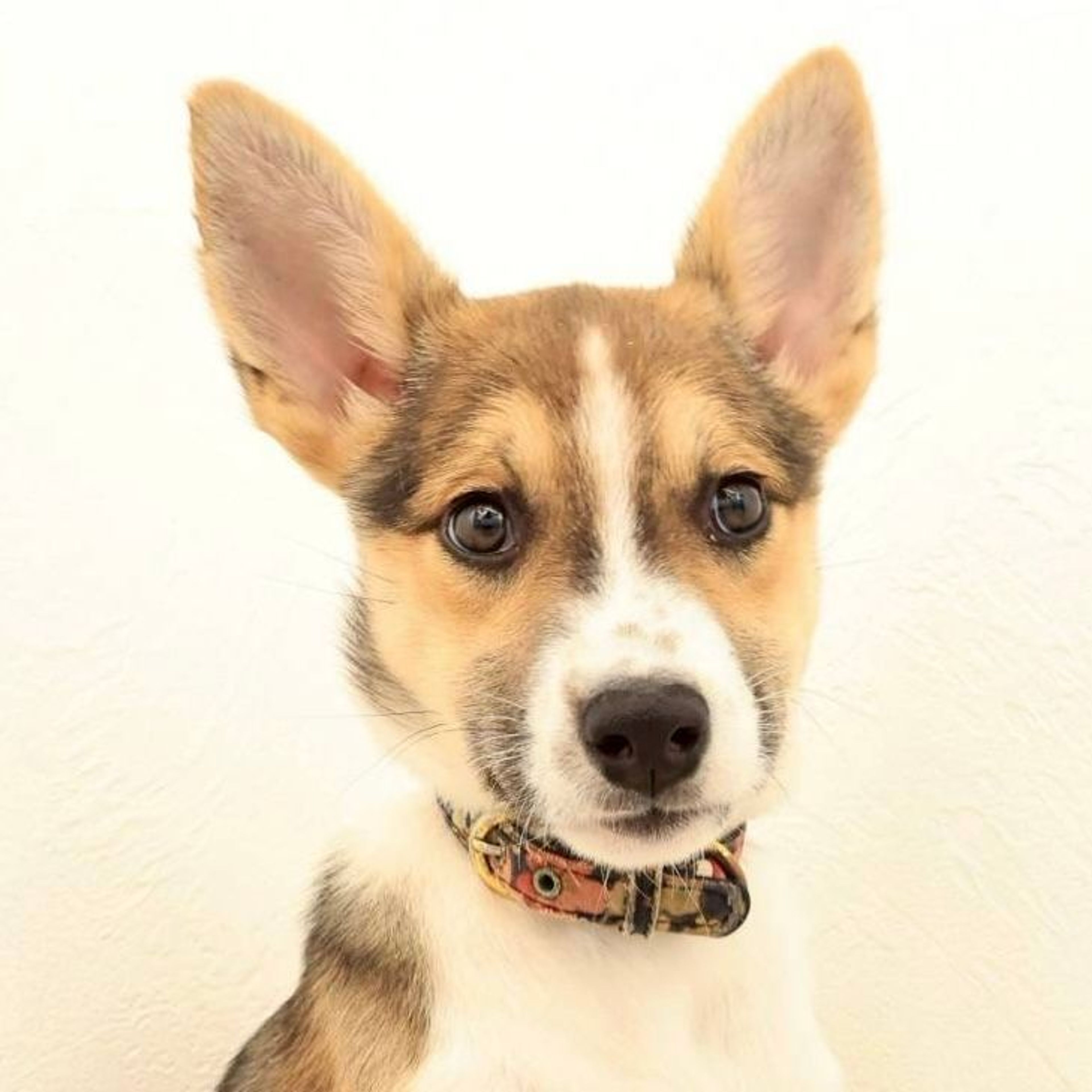 雑種（ミックス犬）・メスの里親募集の写真