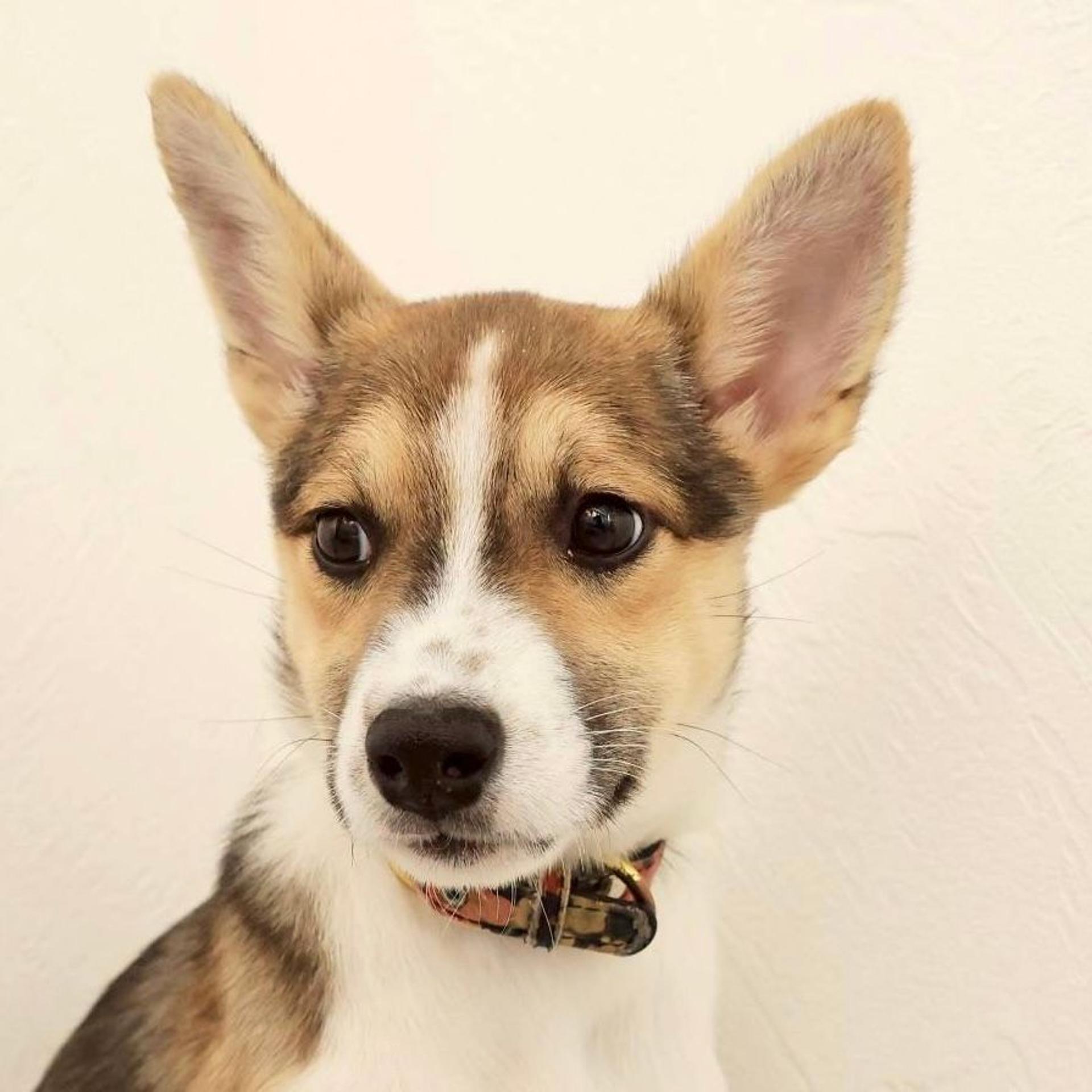 pet-image-4