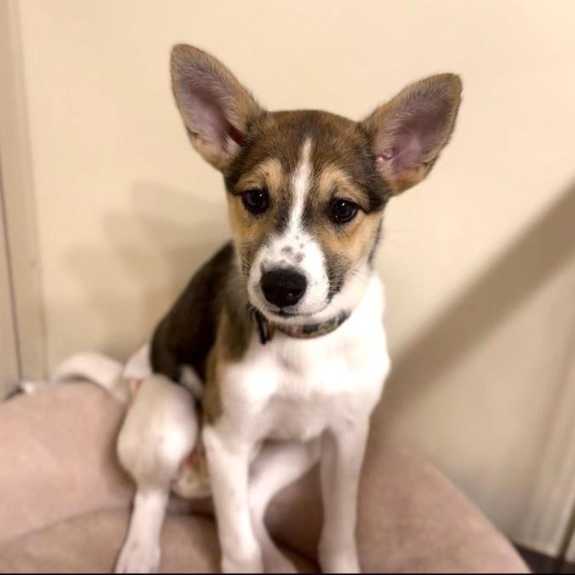 pet-image-7