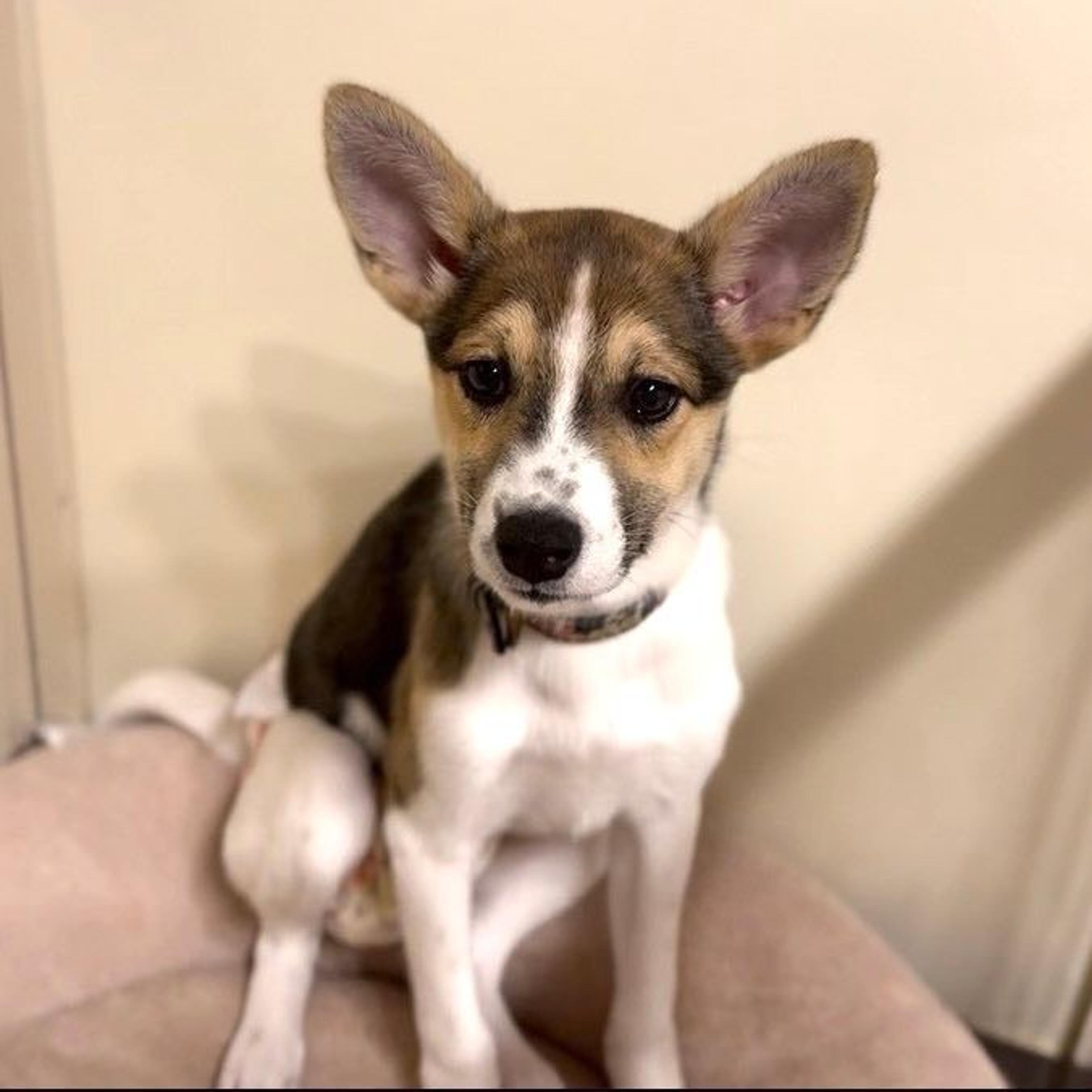 pet-image-7