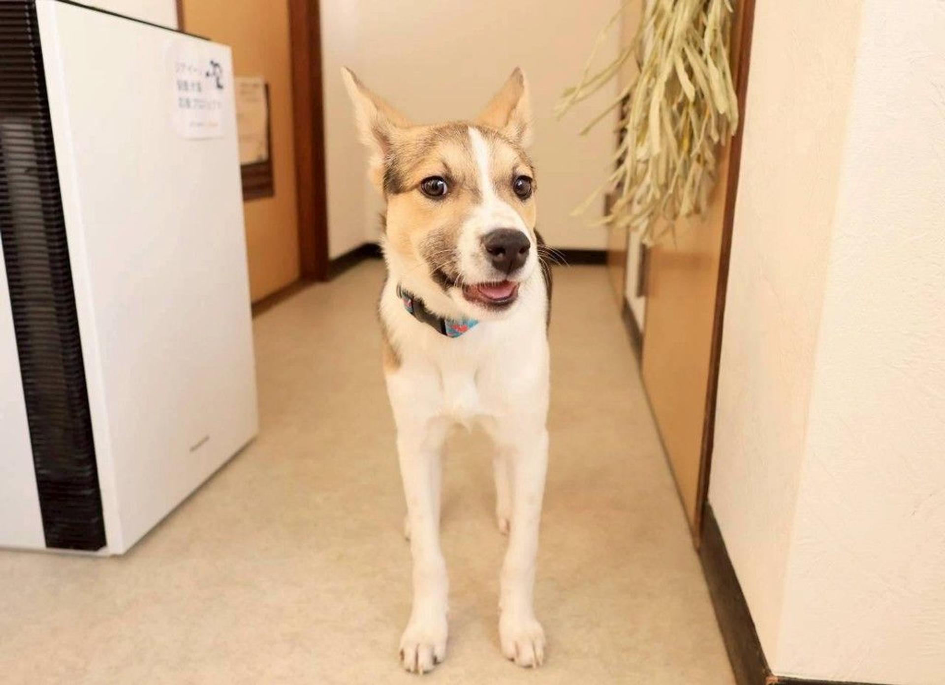 pet-image-9