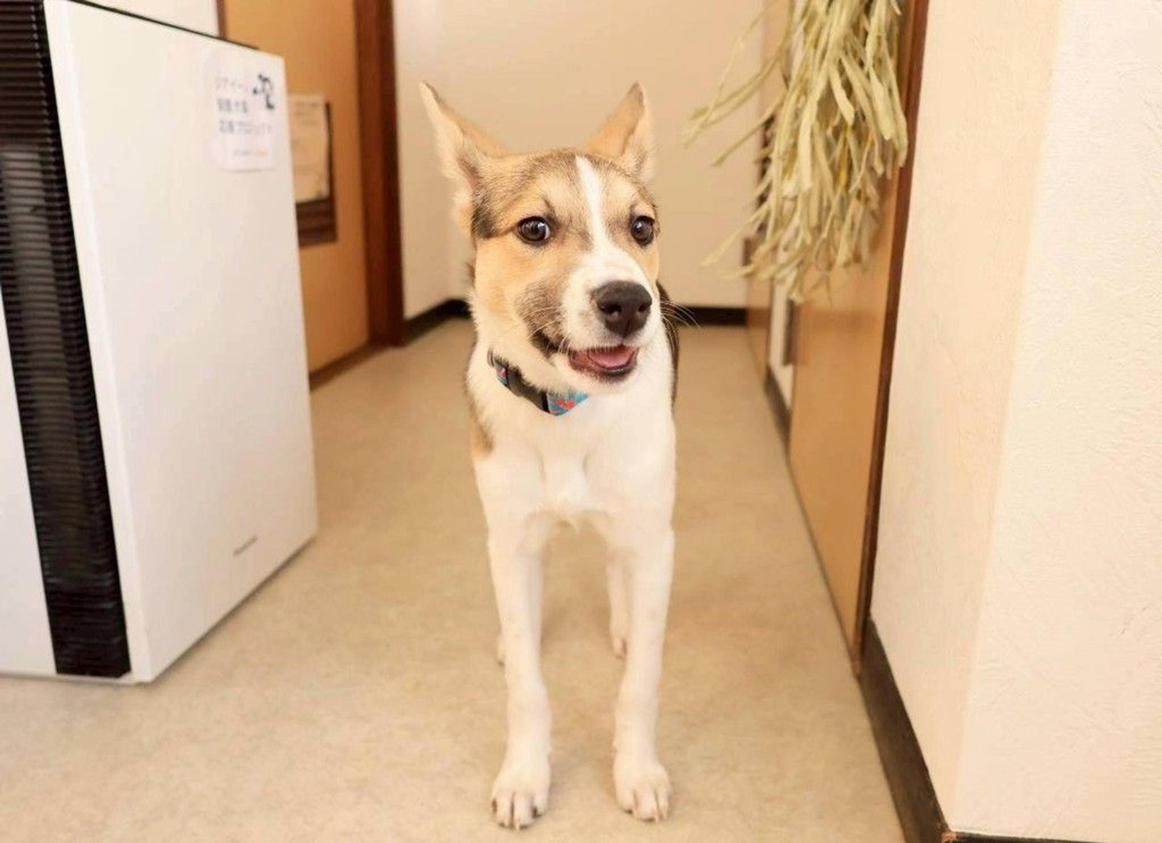pet-image-9