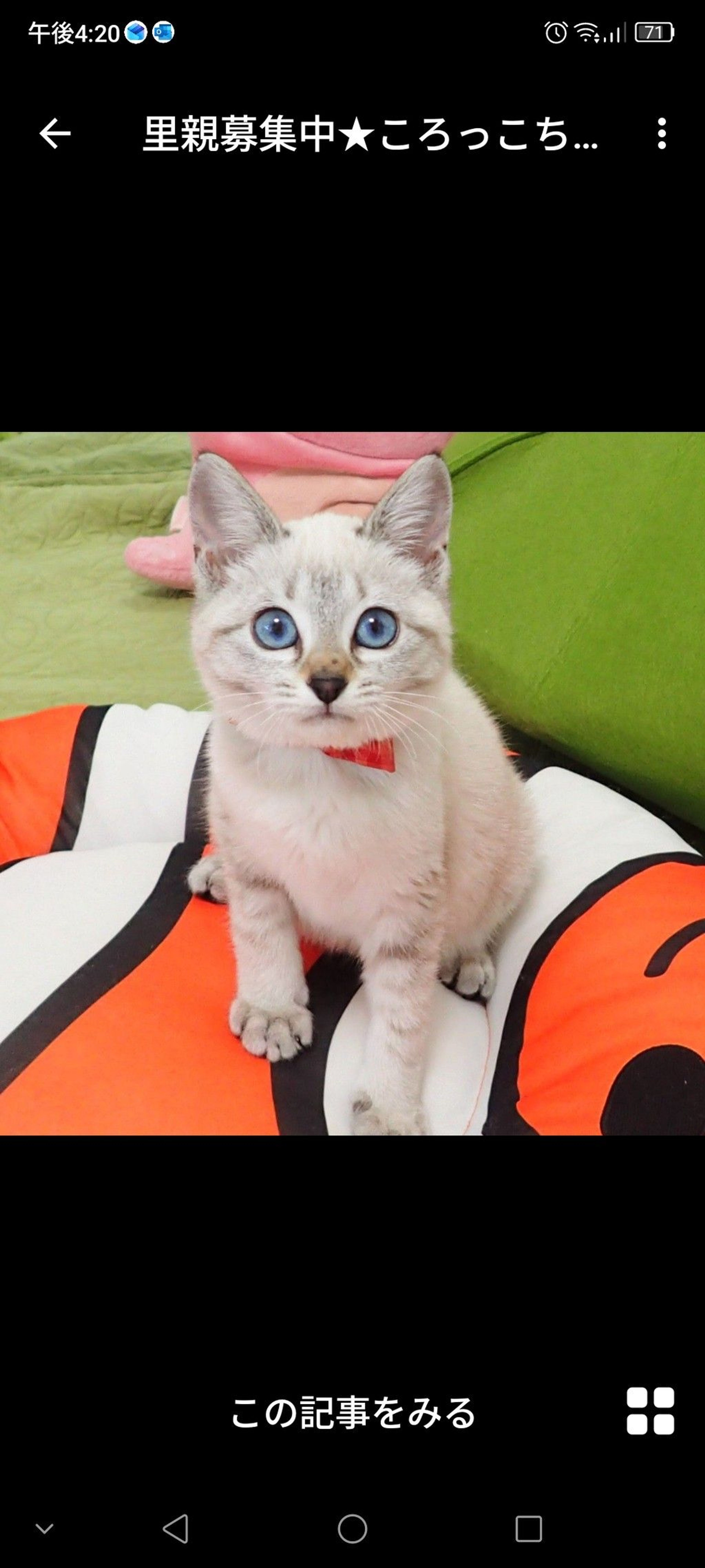 雑種（ミックス猫）・メスの里親募集の写真