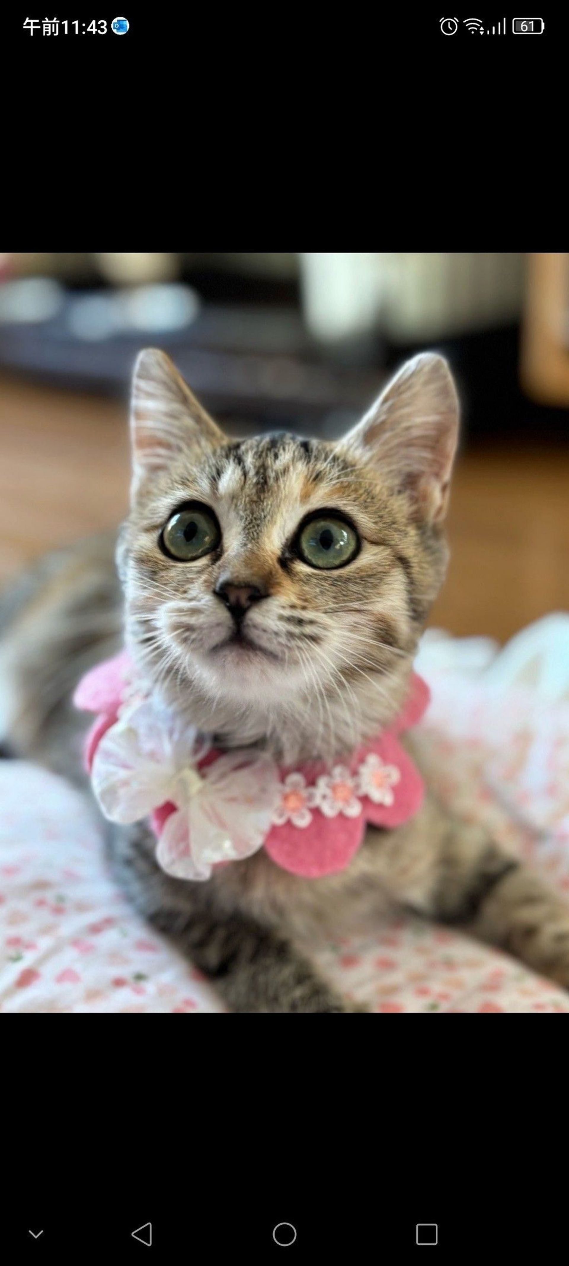 雑種（ミックス猫）・メスの里親募集の写真