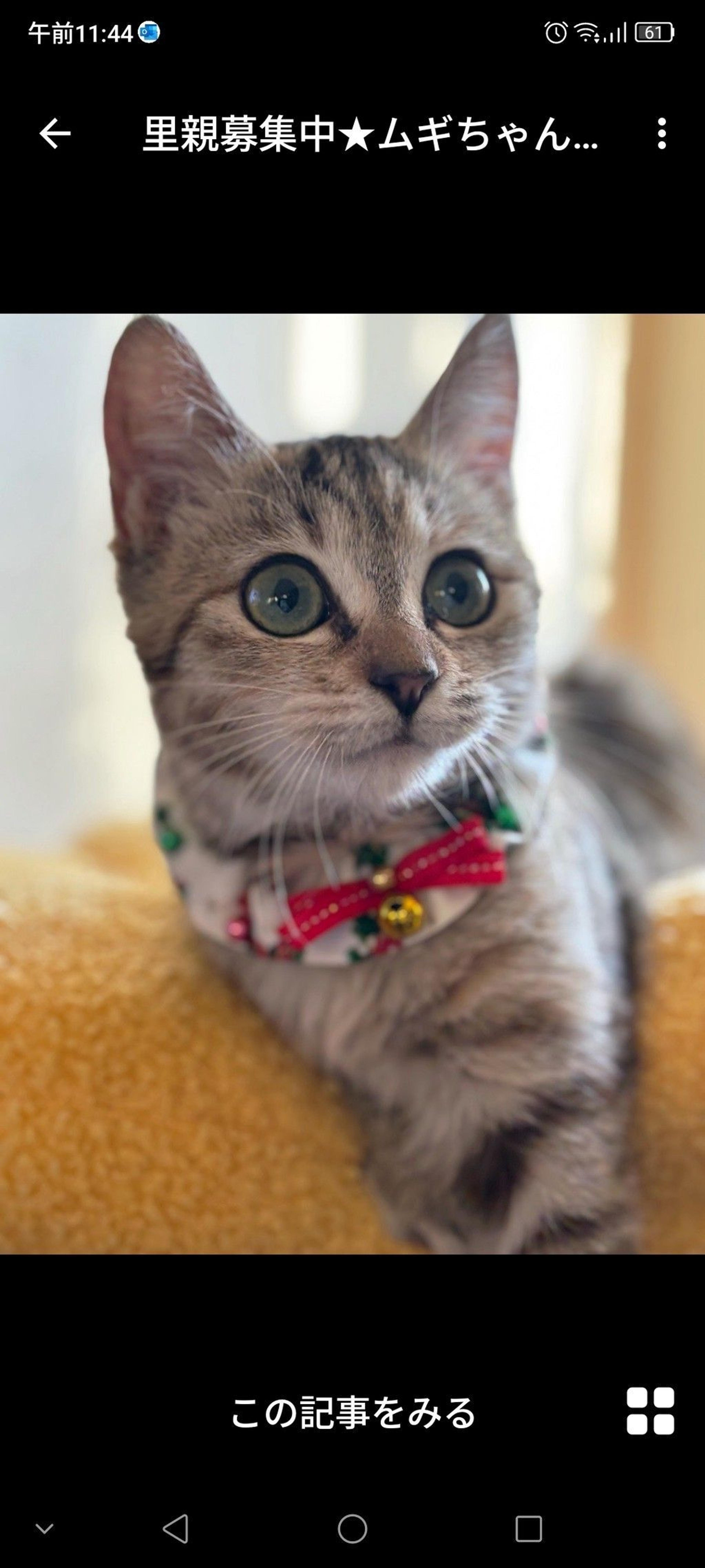 pet-image-3