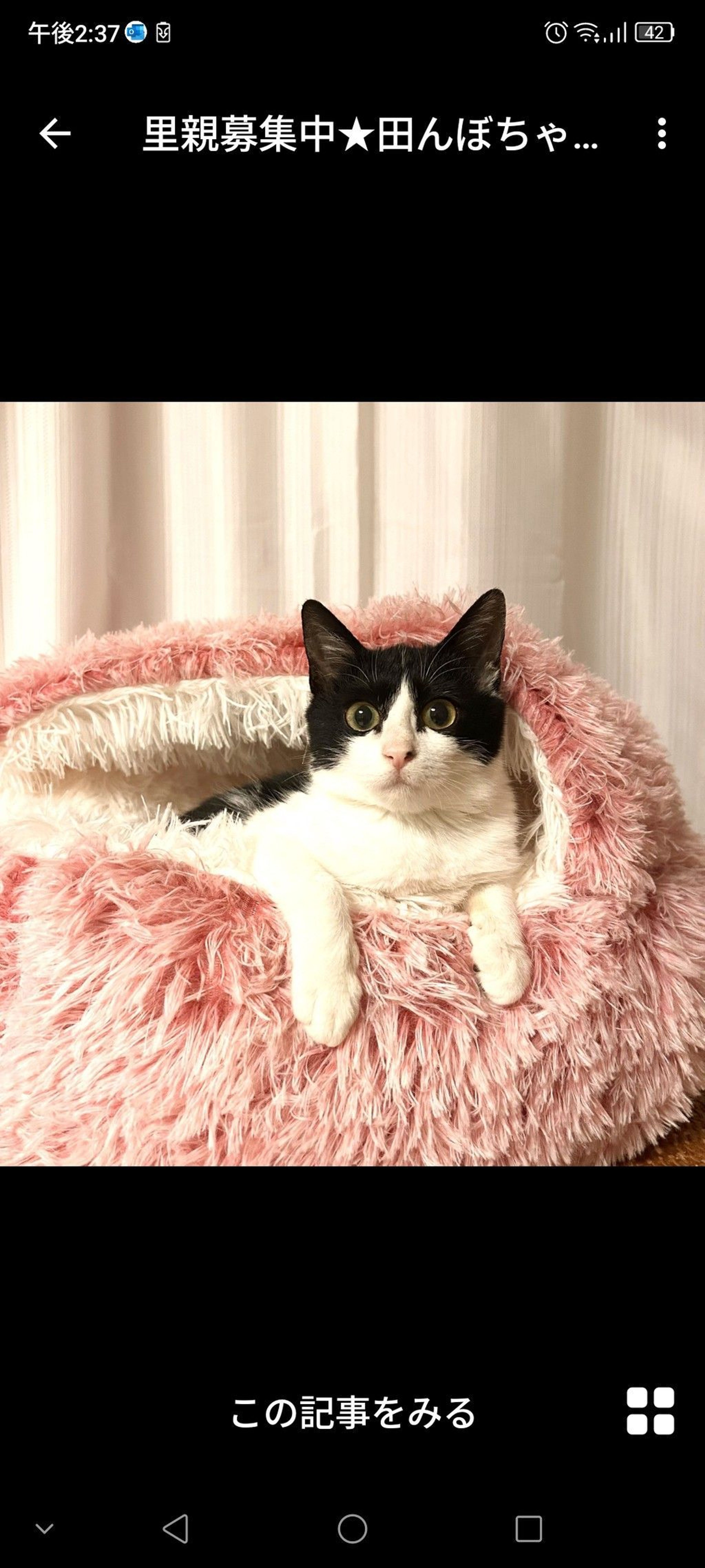 雑種（ミックス猫）・オスの里親募集の写真