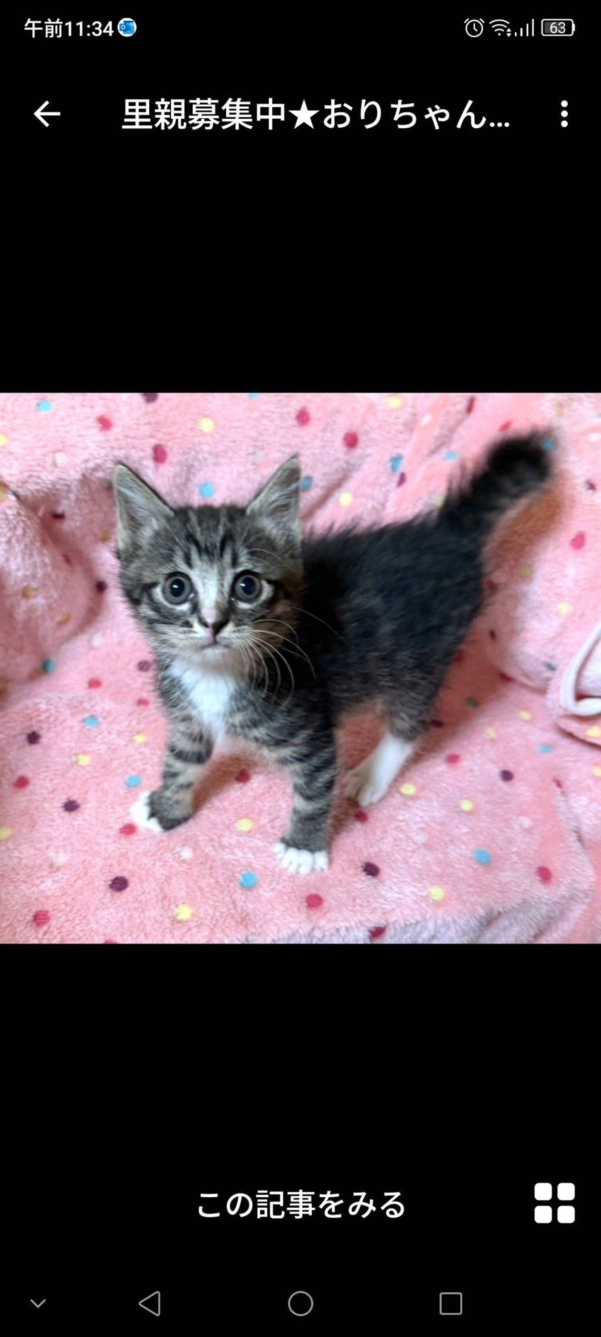 雑種（ミックス猫）・メスの里親募集の写真