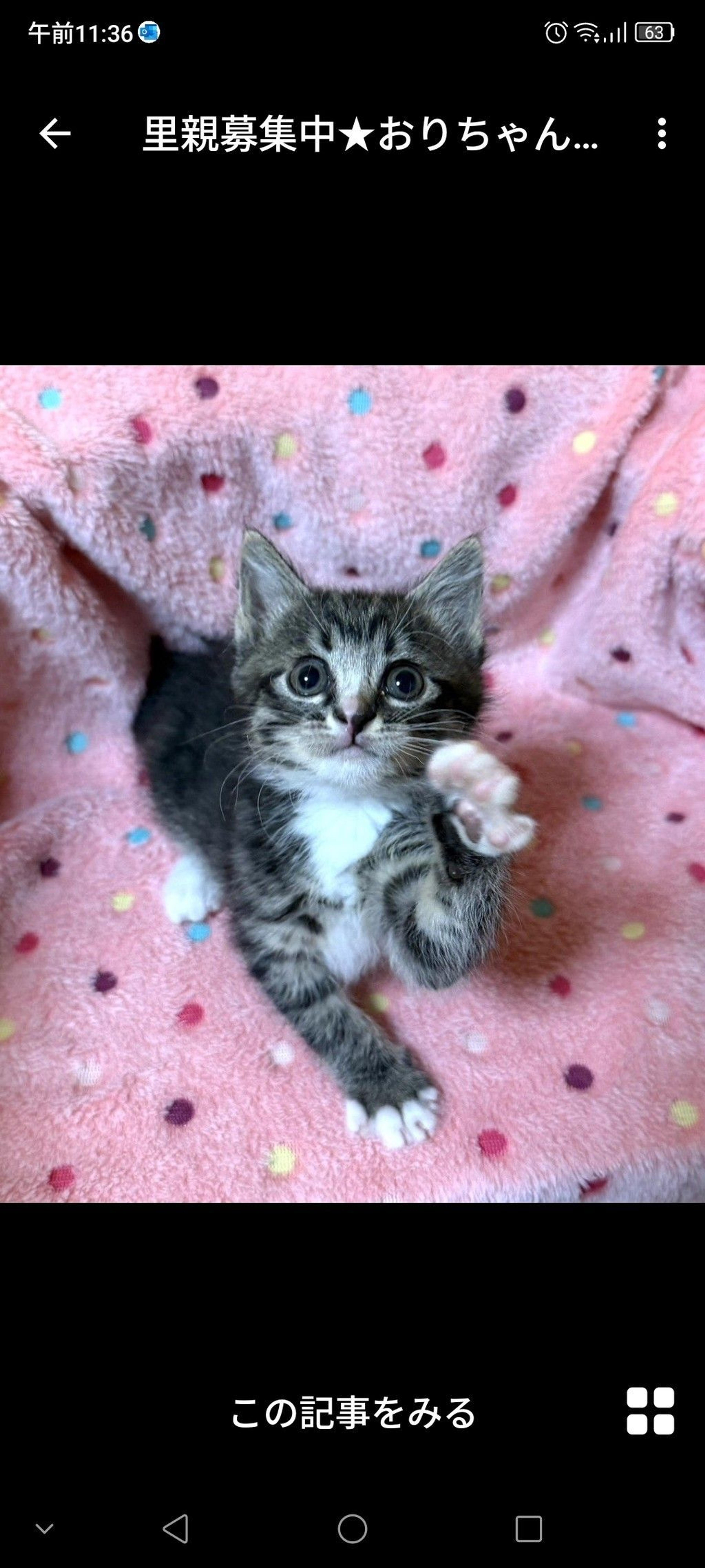 pet-image-2