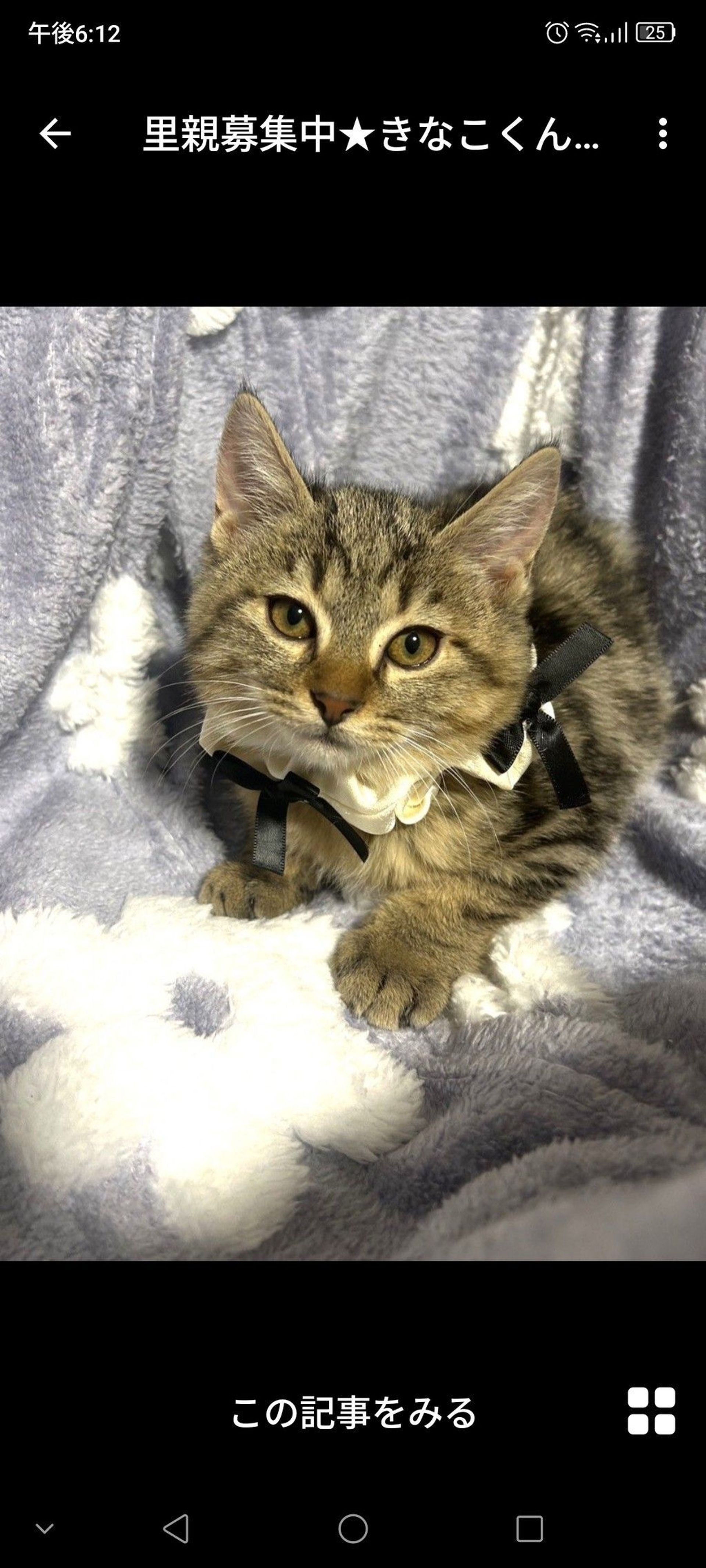 雑種（ミックス猫）・オスの里親募集の写真