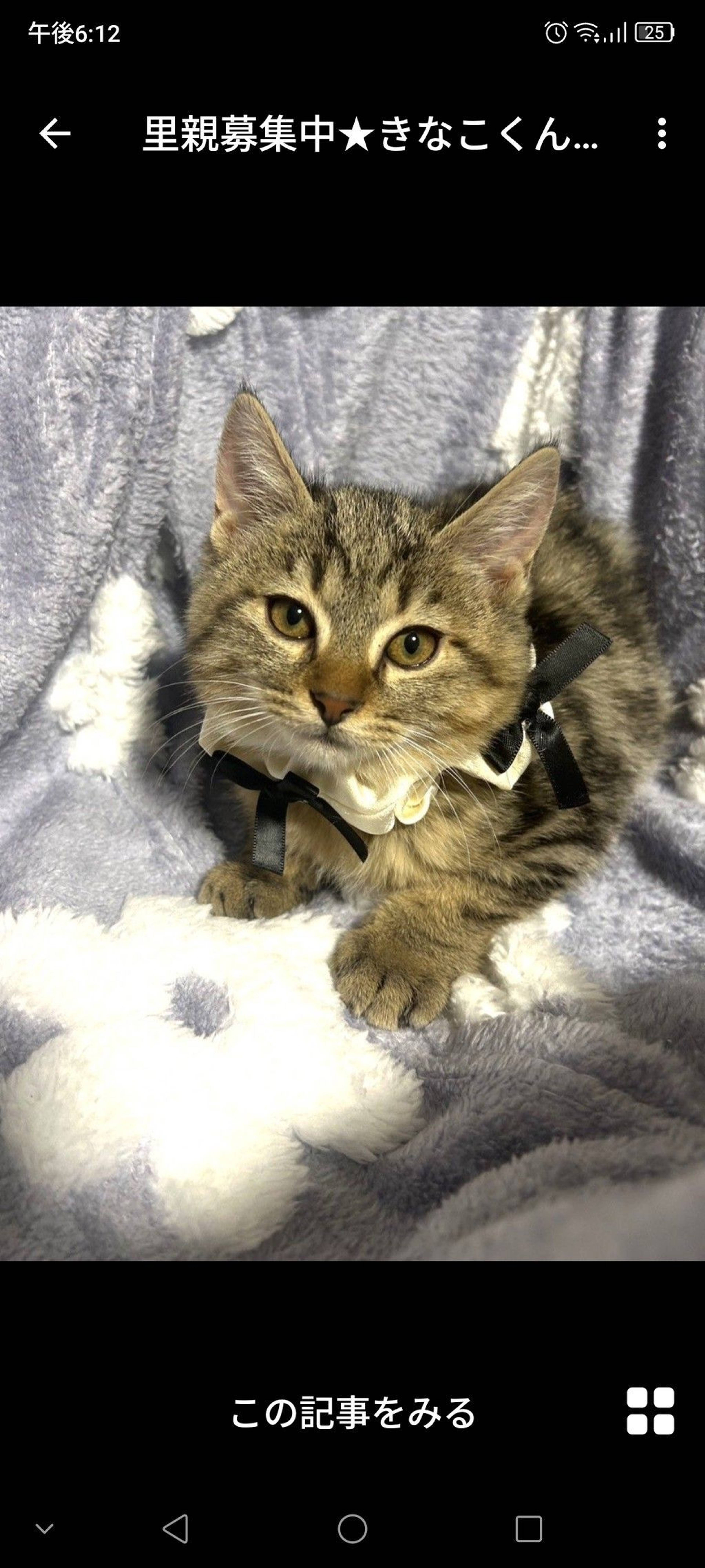 雑種（ミックス猫）・オスの里親募集の写真