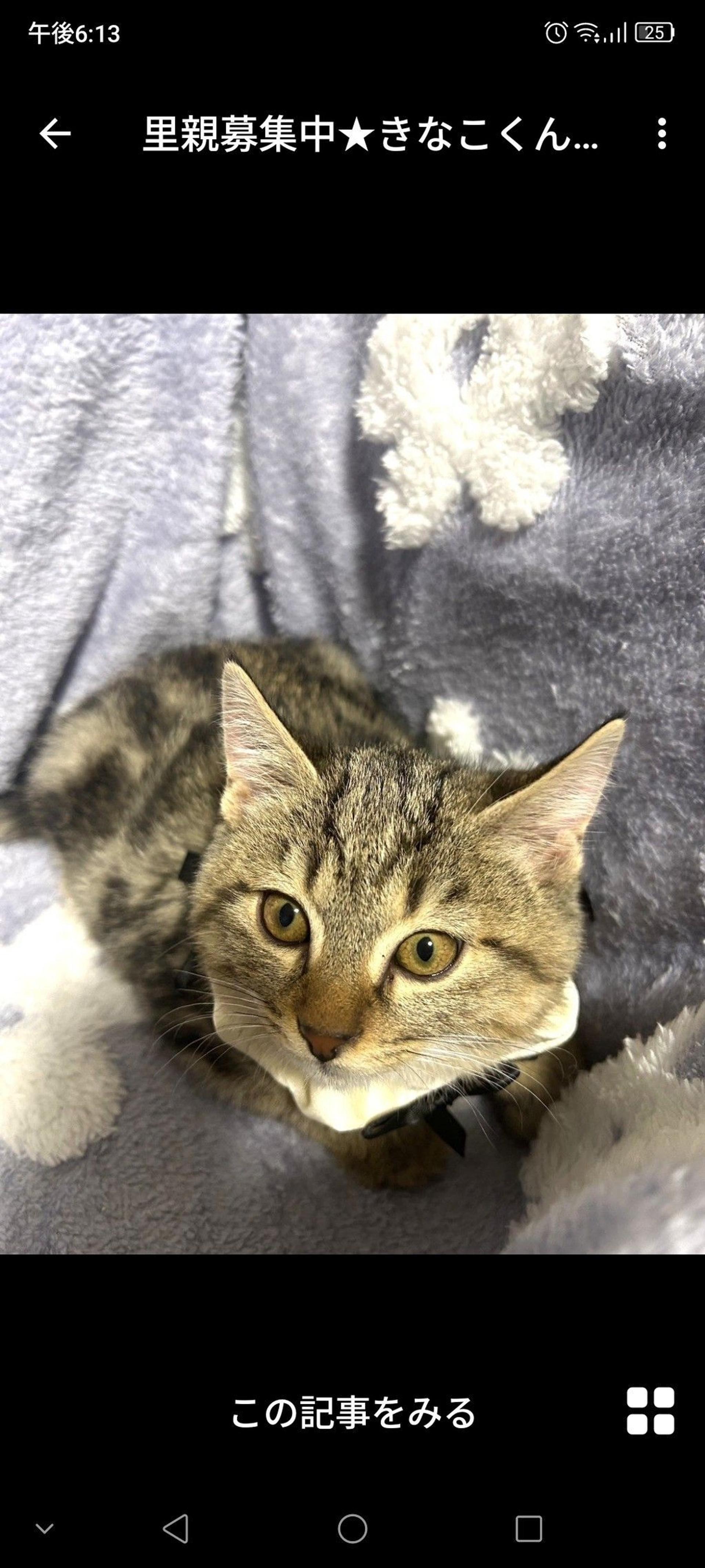 pet-image-3