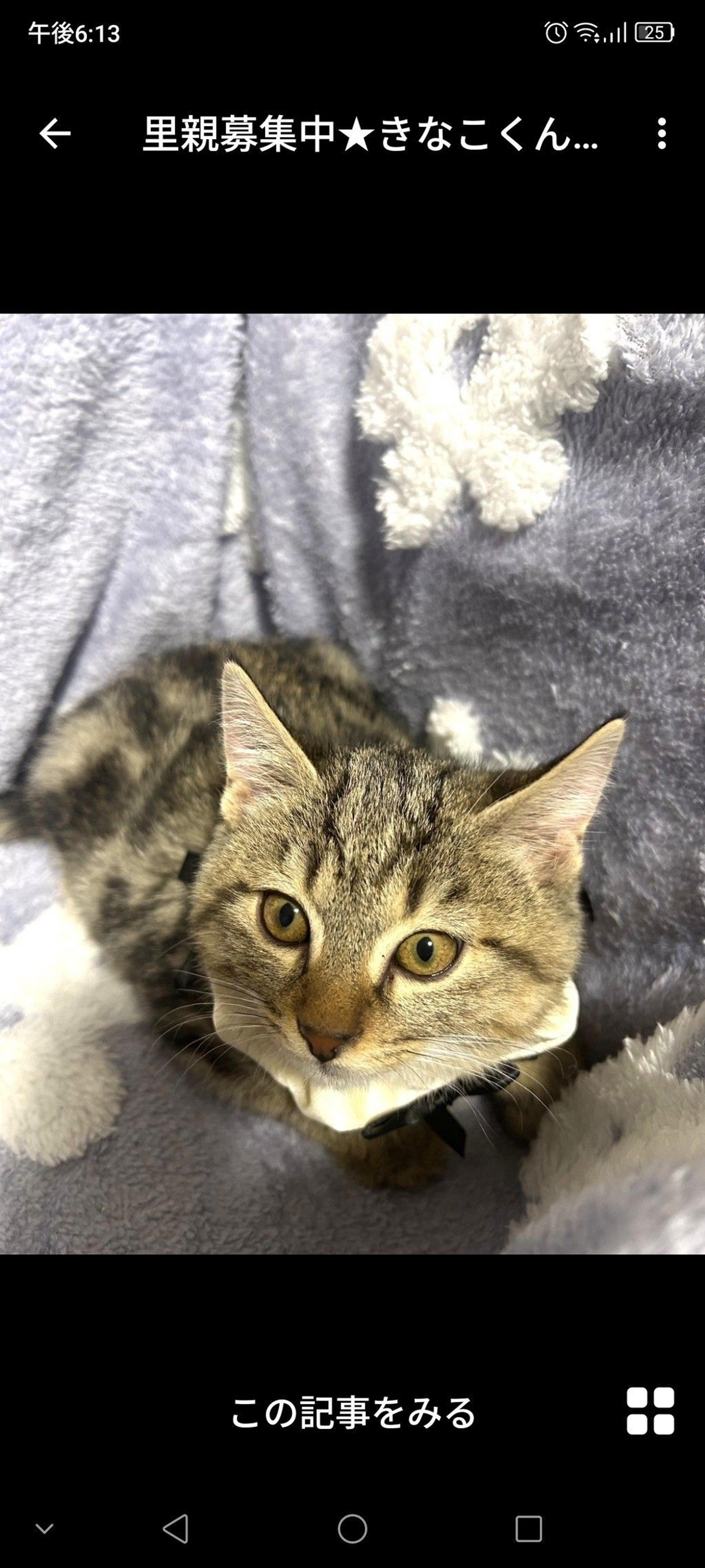 pet-image-3