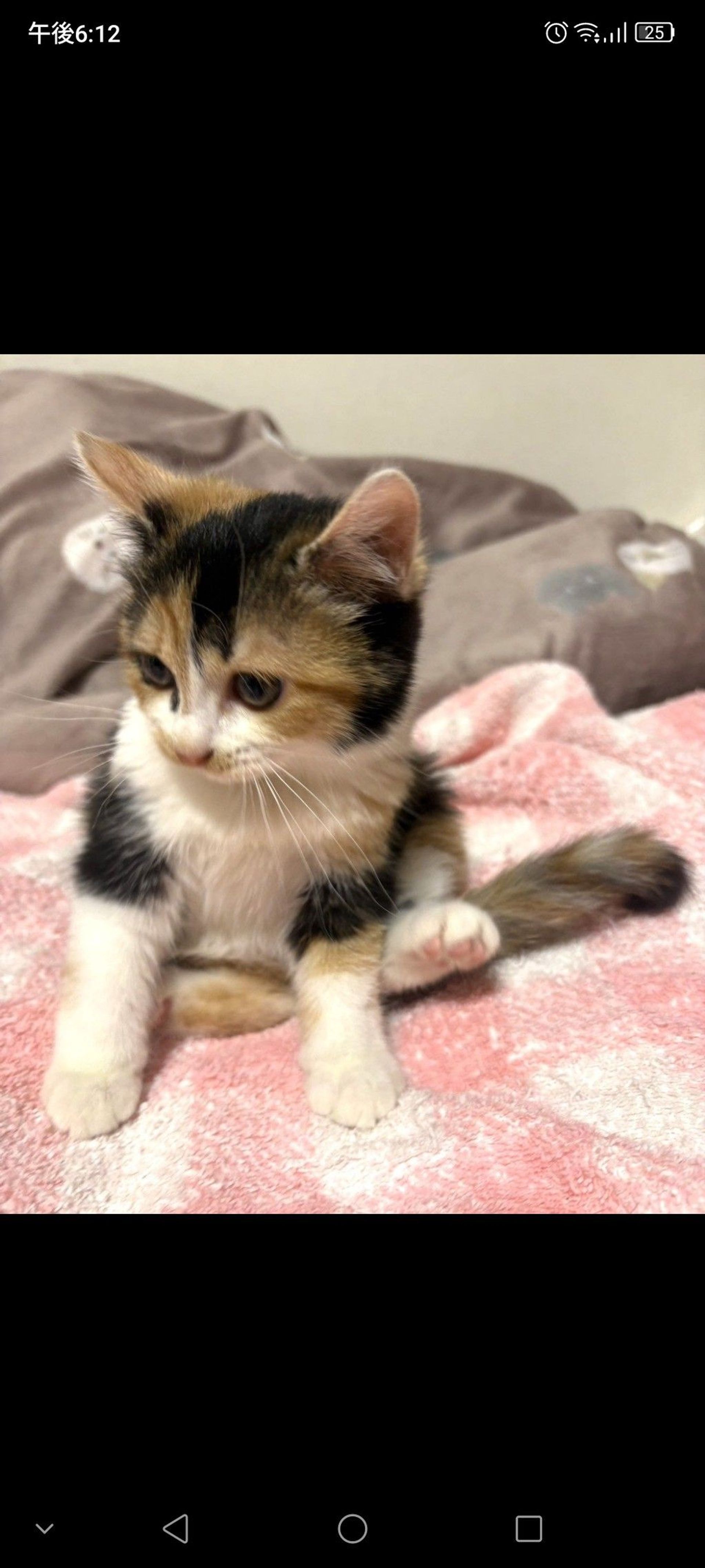 雑種（ミックス猫）・メスの里親募集の写真
