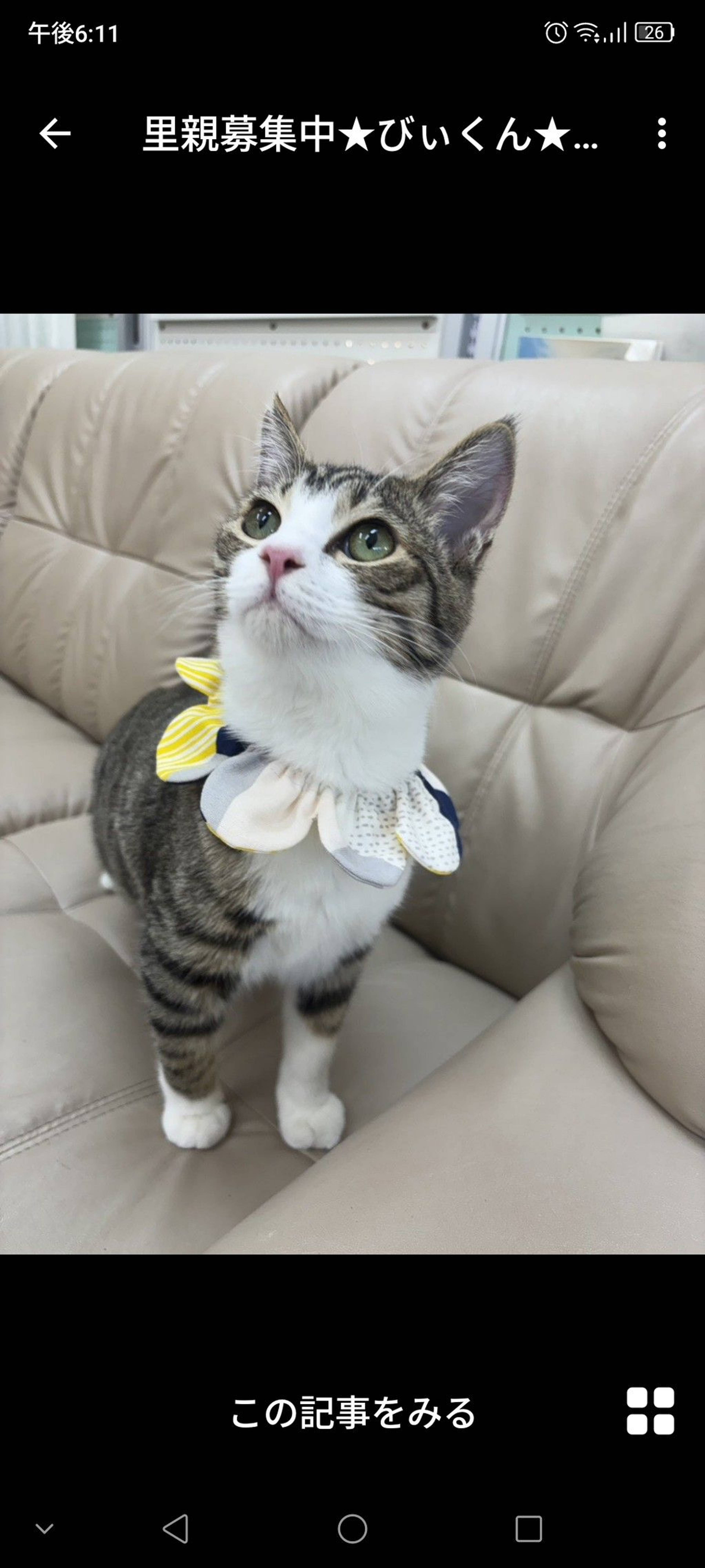 雑種（ミックス猫）・オスの里親募集の写真