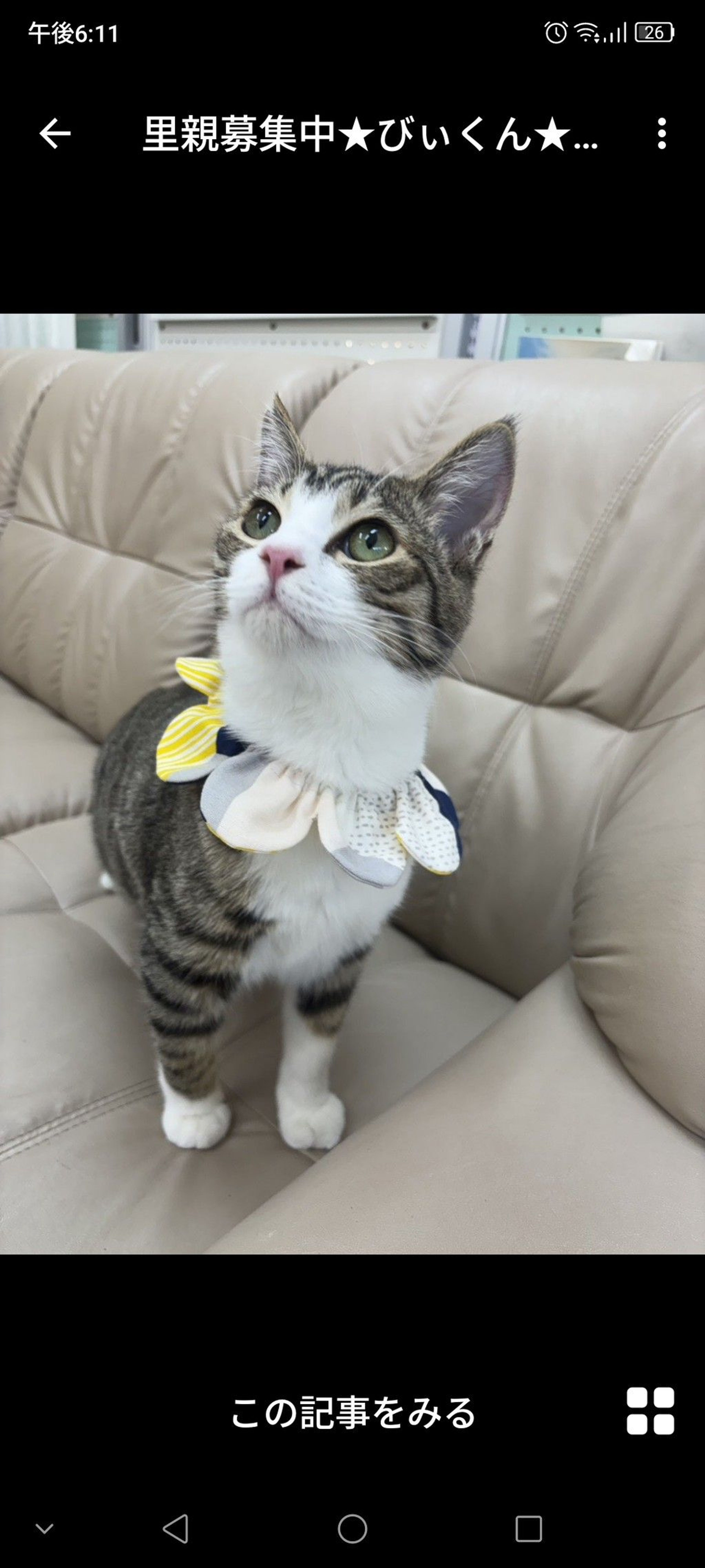 雑種（ミックス猫）・オスの里親募集の写真