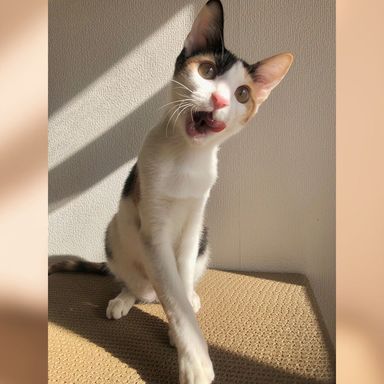 三毛好きさんへ💜愛らしさに魅了される事間違いなし！ドーナツちゃん