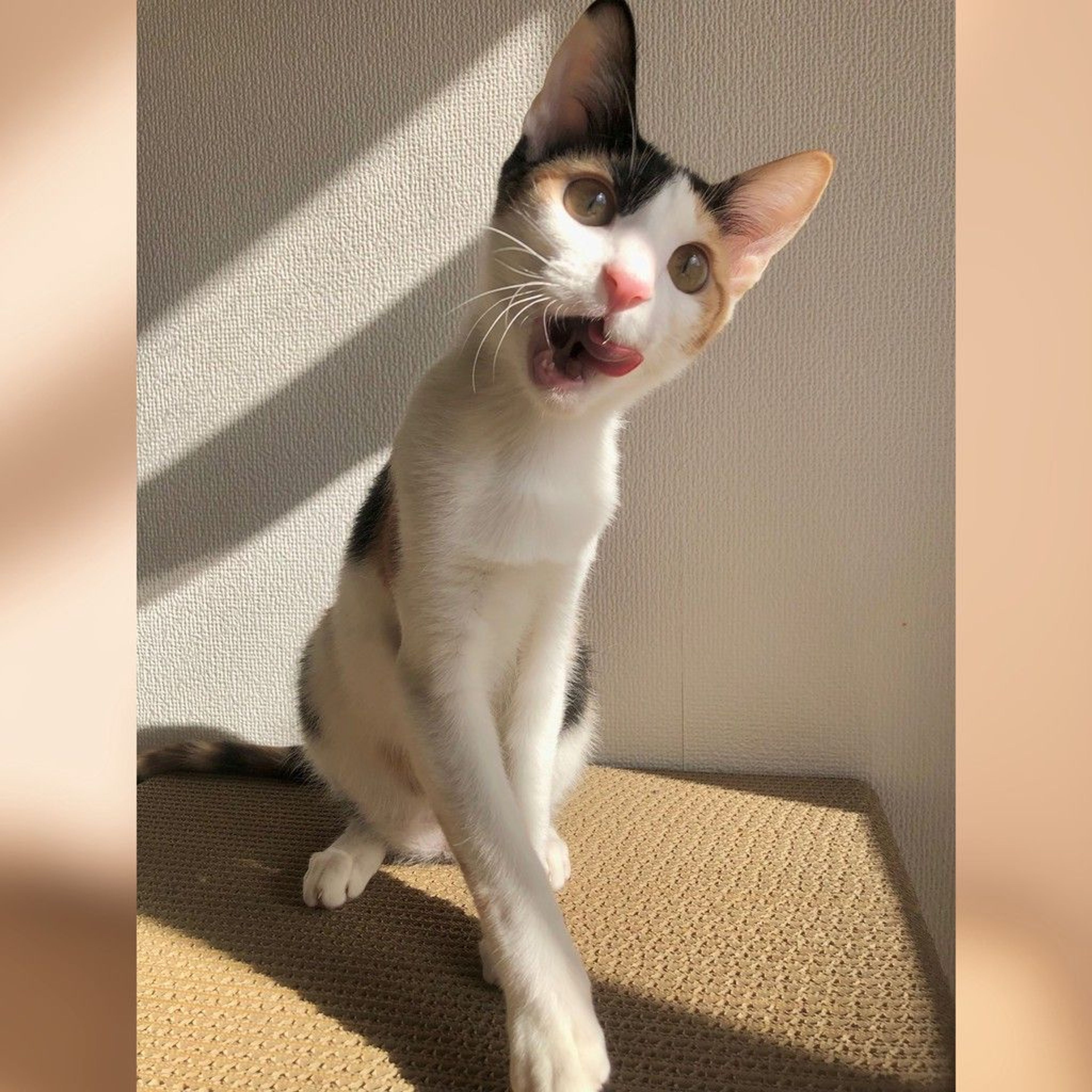 雑種（ミックス猫）・メスの里親募集の写真