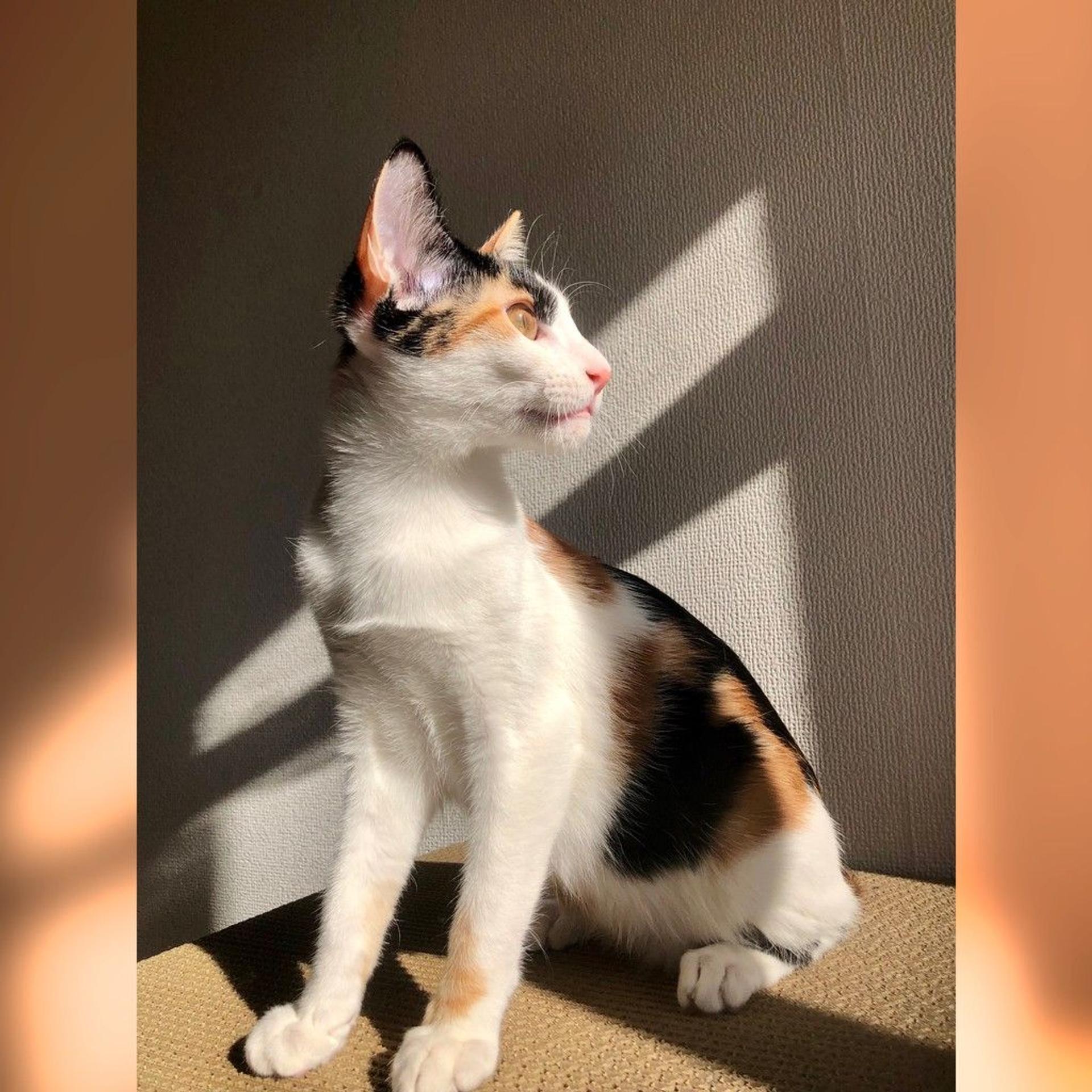 pet-image-2